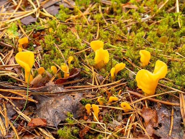 Spathularia flavida - Спатулярия желтоватая - Yellow Earth Tongue - Gelbe Löffelflechte Spathularia flavida, commonly known as the Yellow Earth Tongue or Yellow Fan, is a captivating species of fungi...