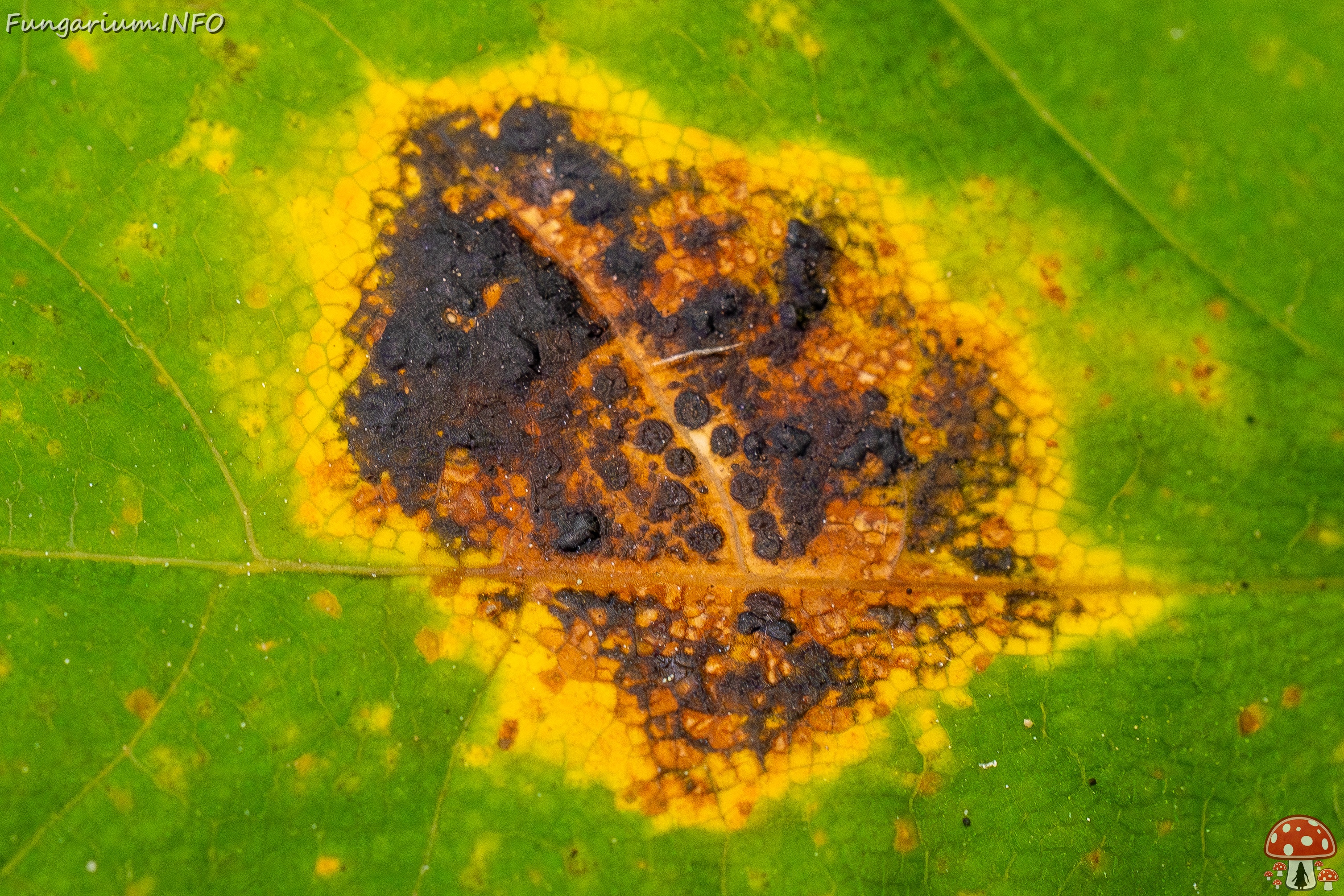 Rhytisma acerinum _2025-10-04_1-1 