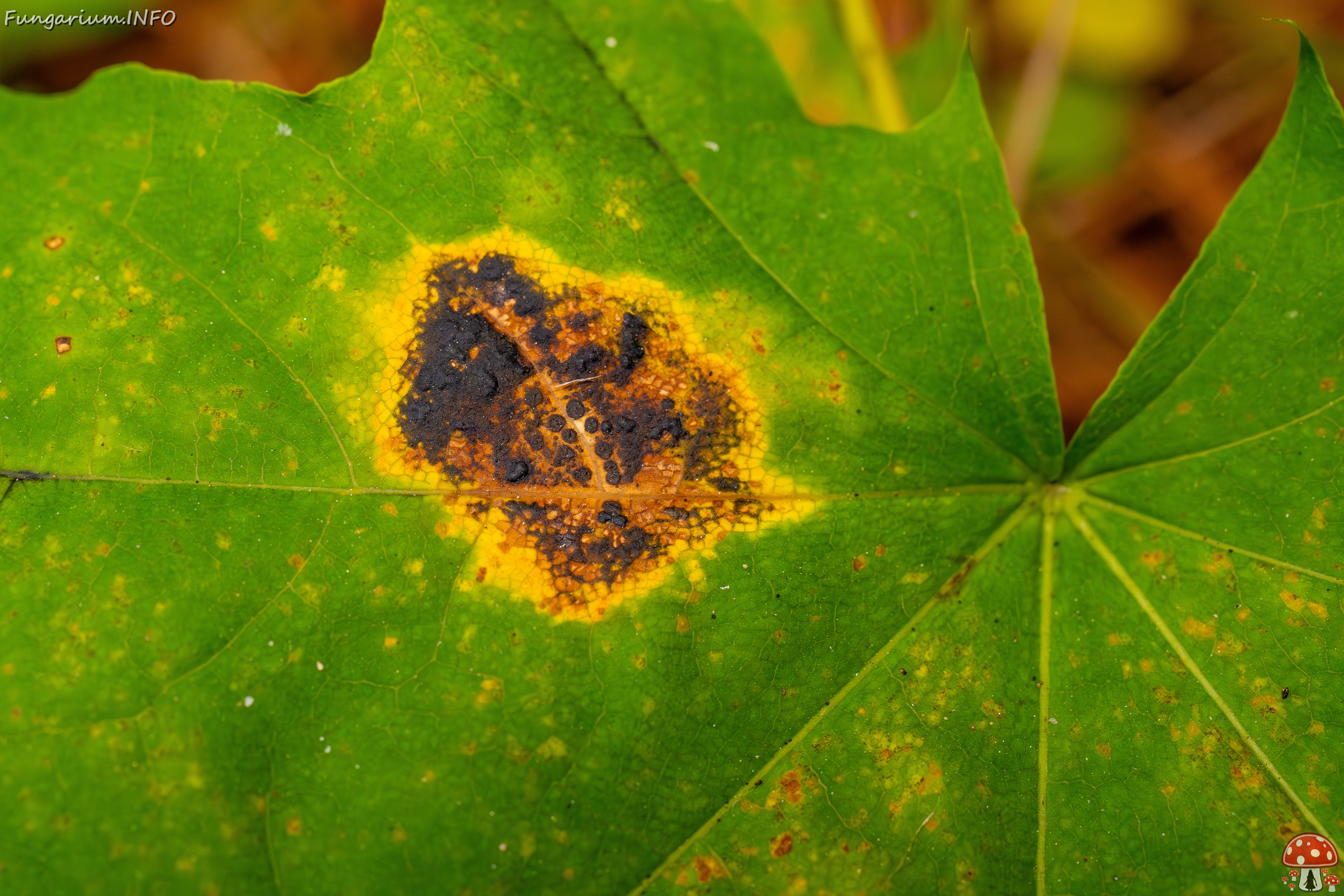 Rhytisma acerinum _2025-10-04_1-2 