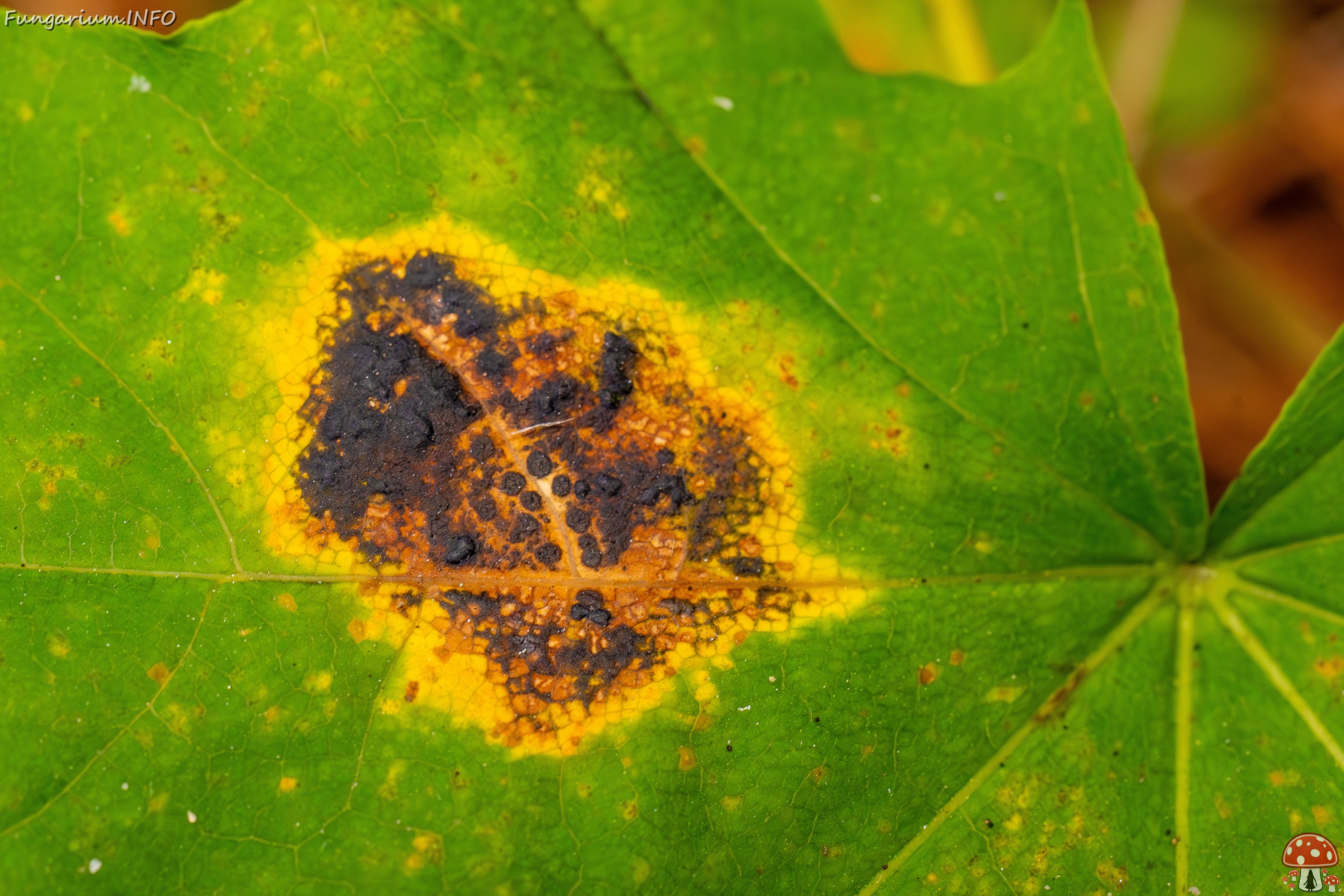 Rhytisma acerinum _2025-10-04_1-3 