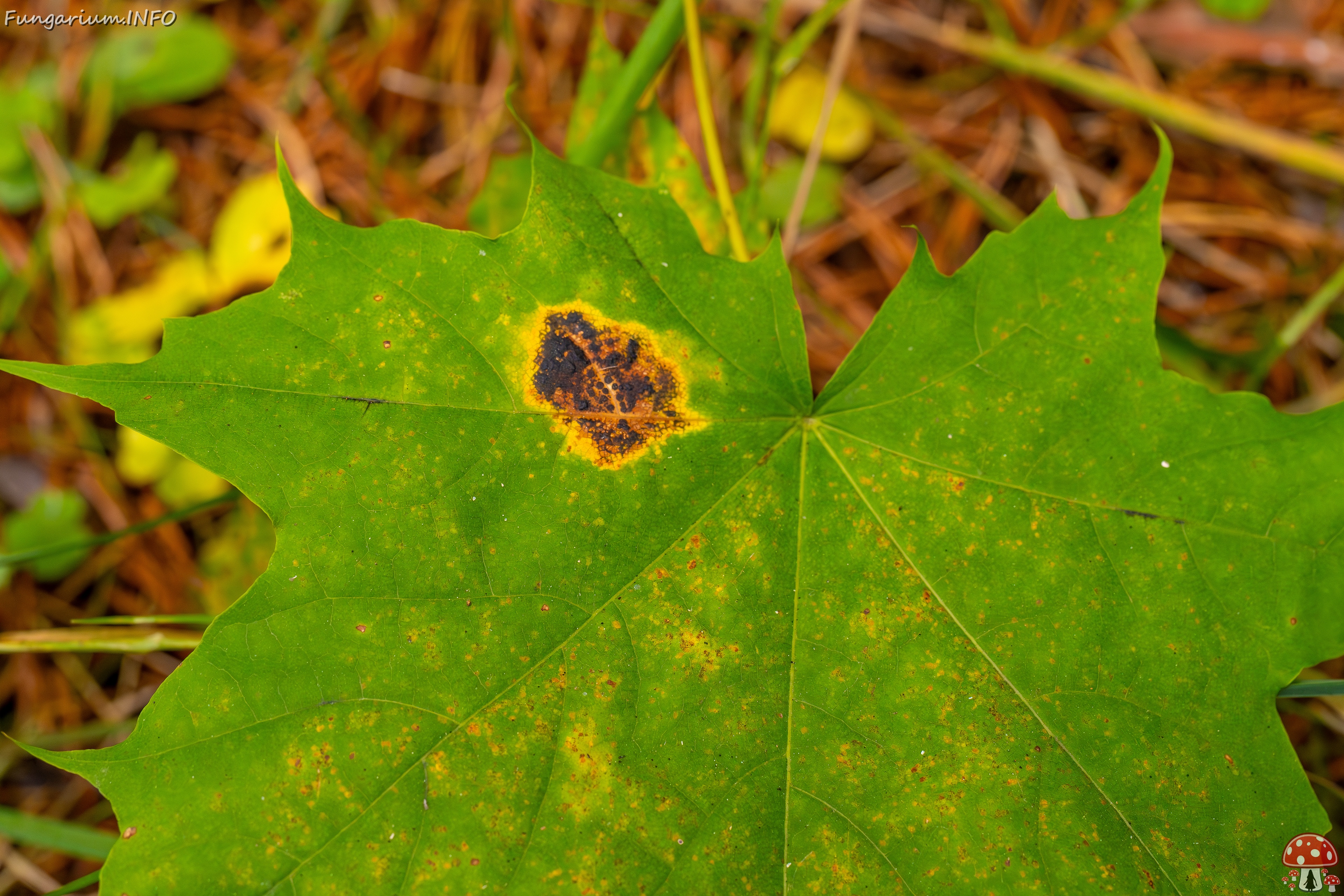 Rhytisma acerinum _2025-10-04_1-4 