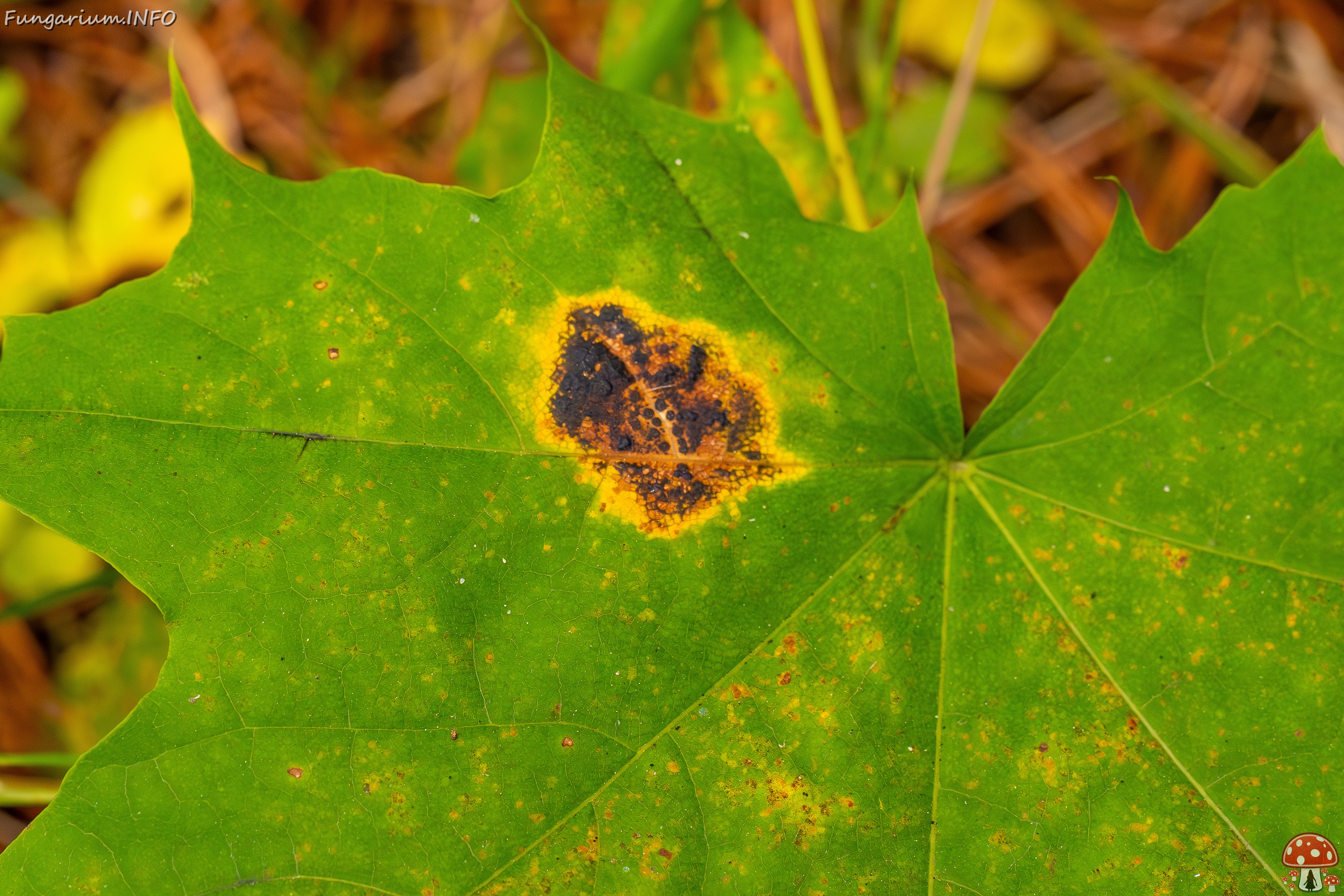 Rhytisma acerinum _2025-10-04_1-5 