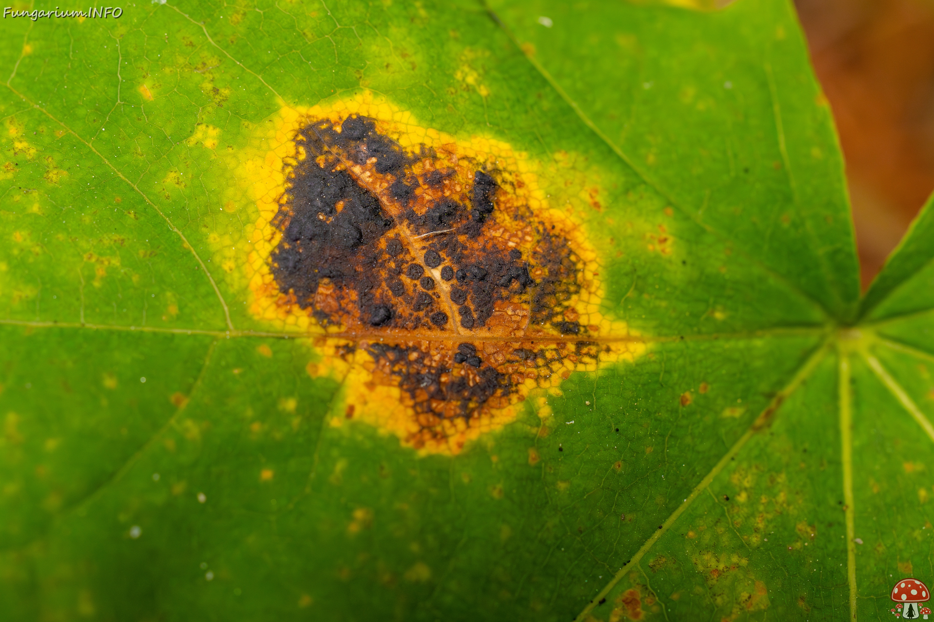 Rhytisma acerinum _2025-10-04_1-6 