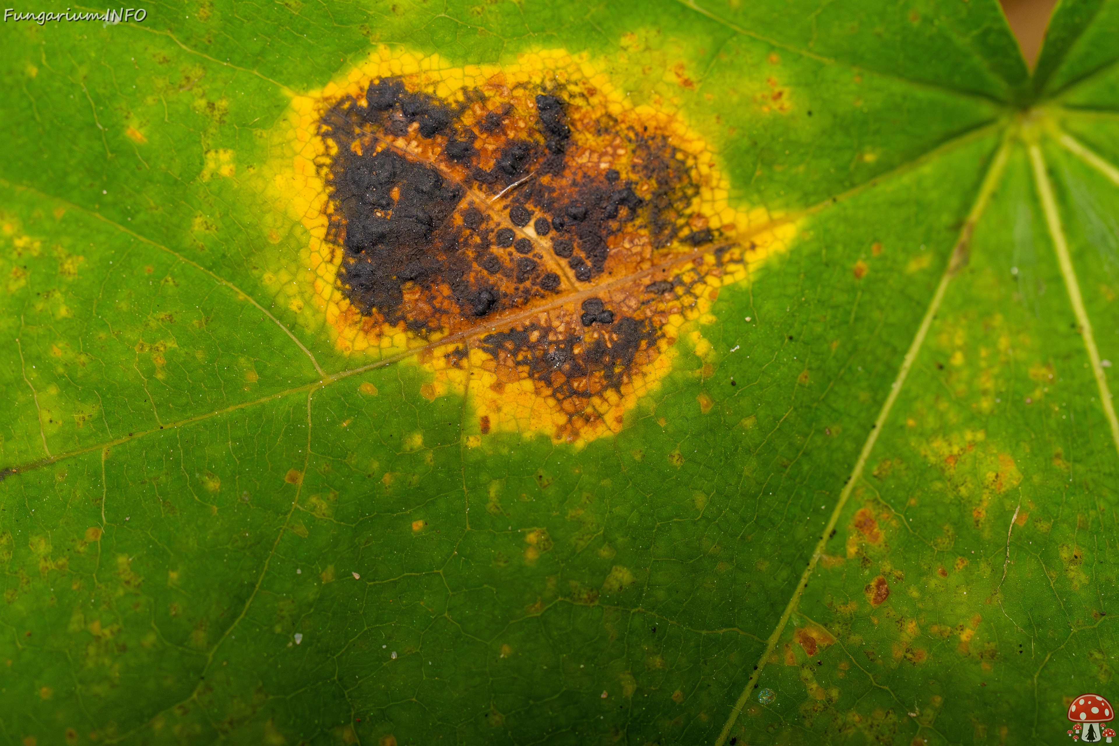 Rhytisma acerinum _2025-10-04_1-8 