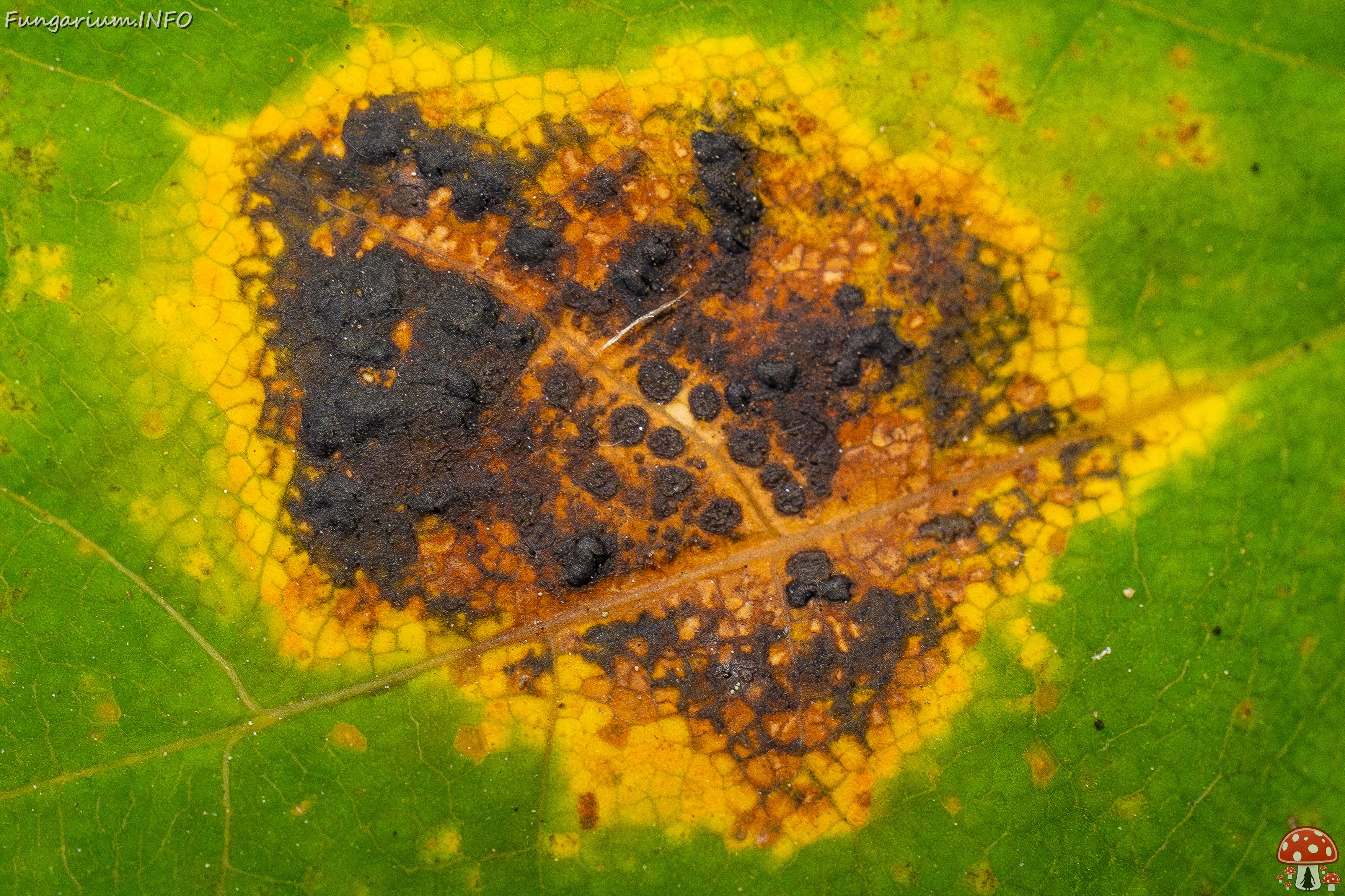 Rhytisma acerinum _2025-10-04_1-9 