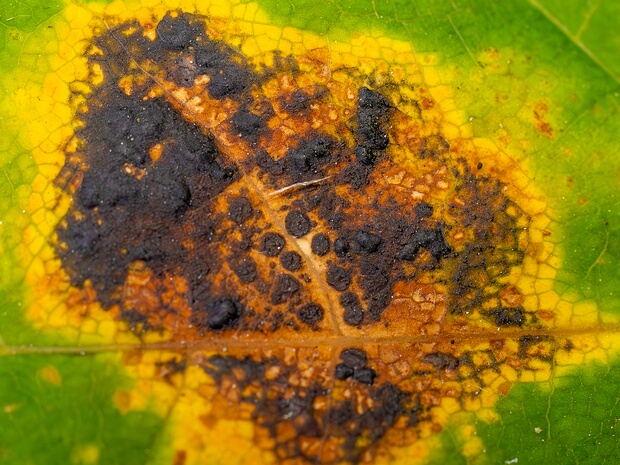 Rhytisma acerinum - Ритизма кленовая - Sycamore Tar Spot - Ahorn-Tarzfleckenpilz Rhytisma acerinum, commonly known as the Sycamore Tar Spot or Maple Tar Spot, is a fascinating species of fungi that...