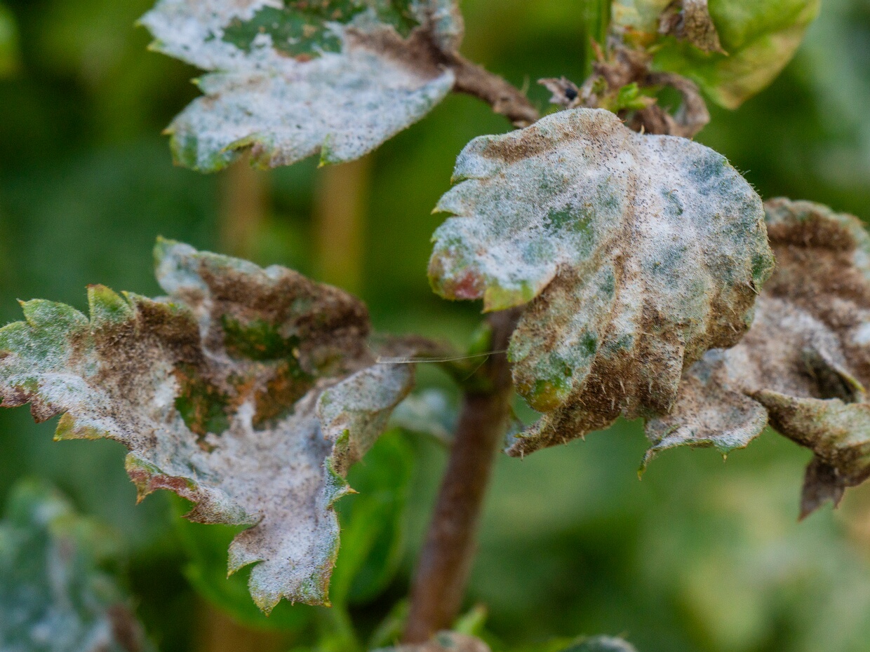 🇺🇸 American Gooseberry Mildew - 🇩🇪 Amerikanischer Stachelbeer-Mehltau - 🇪🇪 Sõstra-jahukaste - 🇷🇺 Подосфера мертво-ягодная
