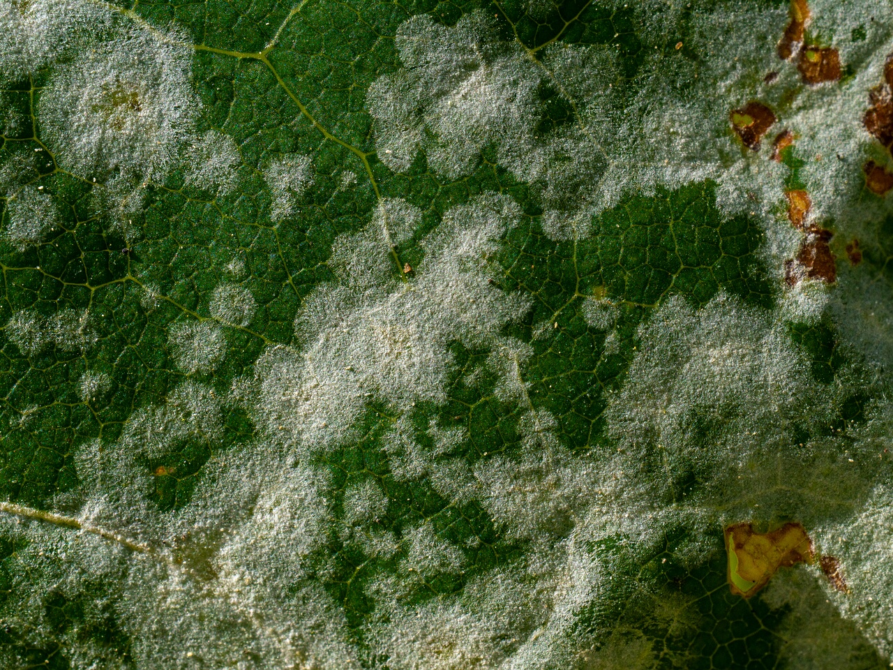 Sawadaea bicornis _2026-08-21_1-4