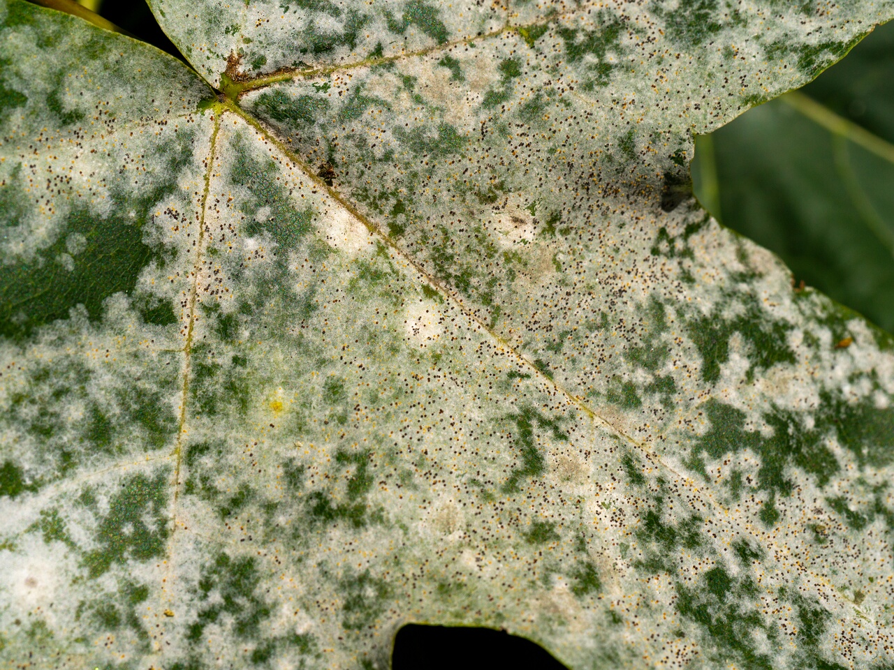 Sawadaea bicornis _2026-08-21_2-4