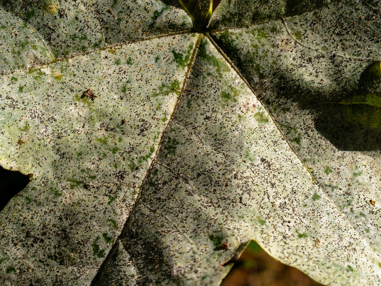 Sawadaea bicornis _2026-08-21_2-6