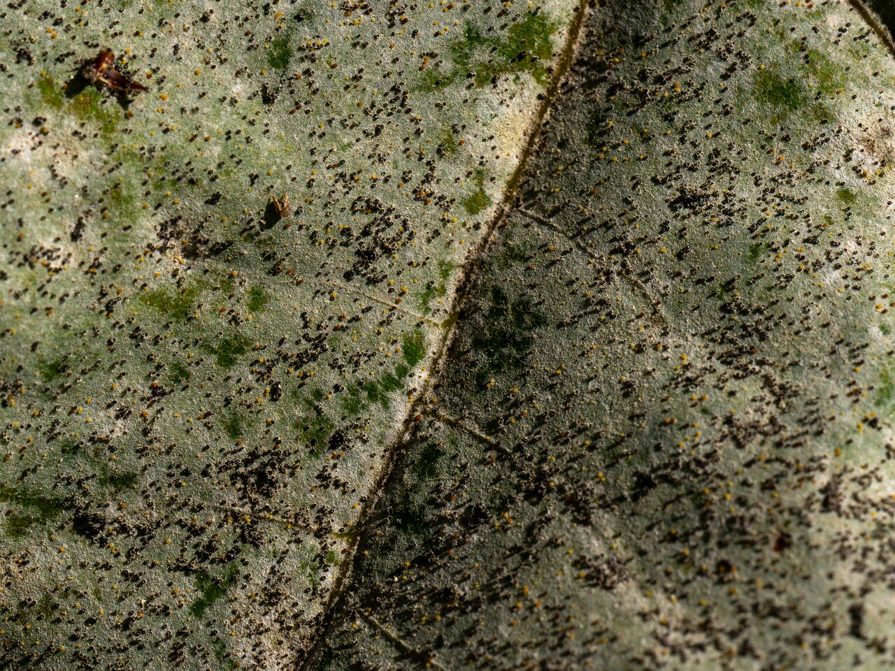 Sawadaea bicornis _2026-08-21_2-7