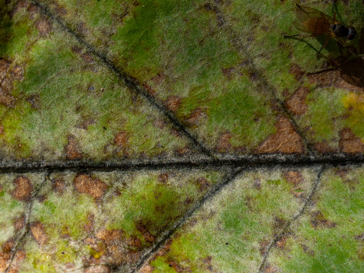 !Erysiphe alphitoides _2026-08-21_1-3