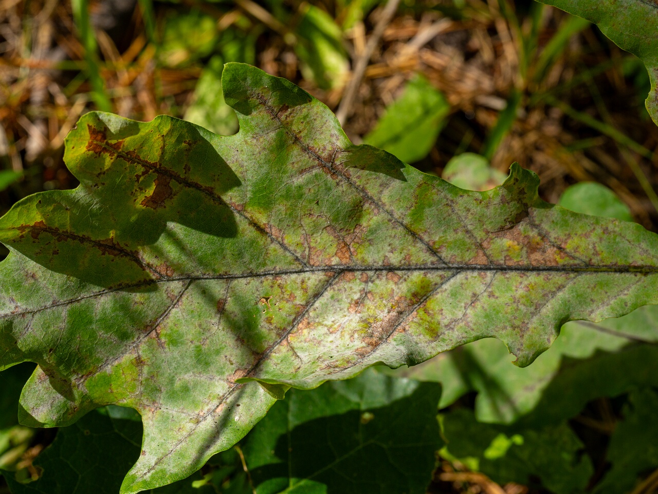 Erysiphe alphitoides _2026-08-21_1-2