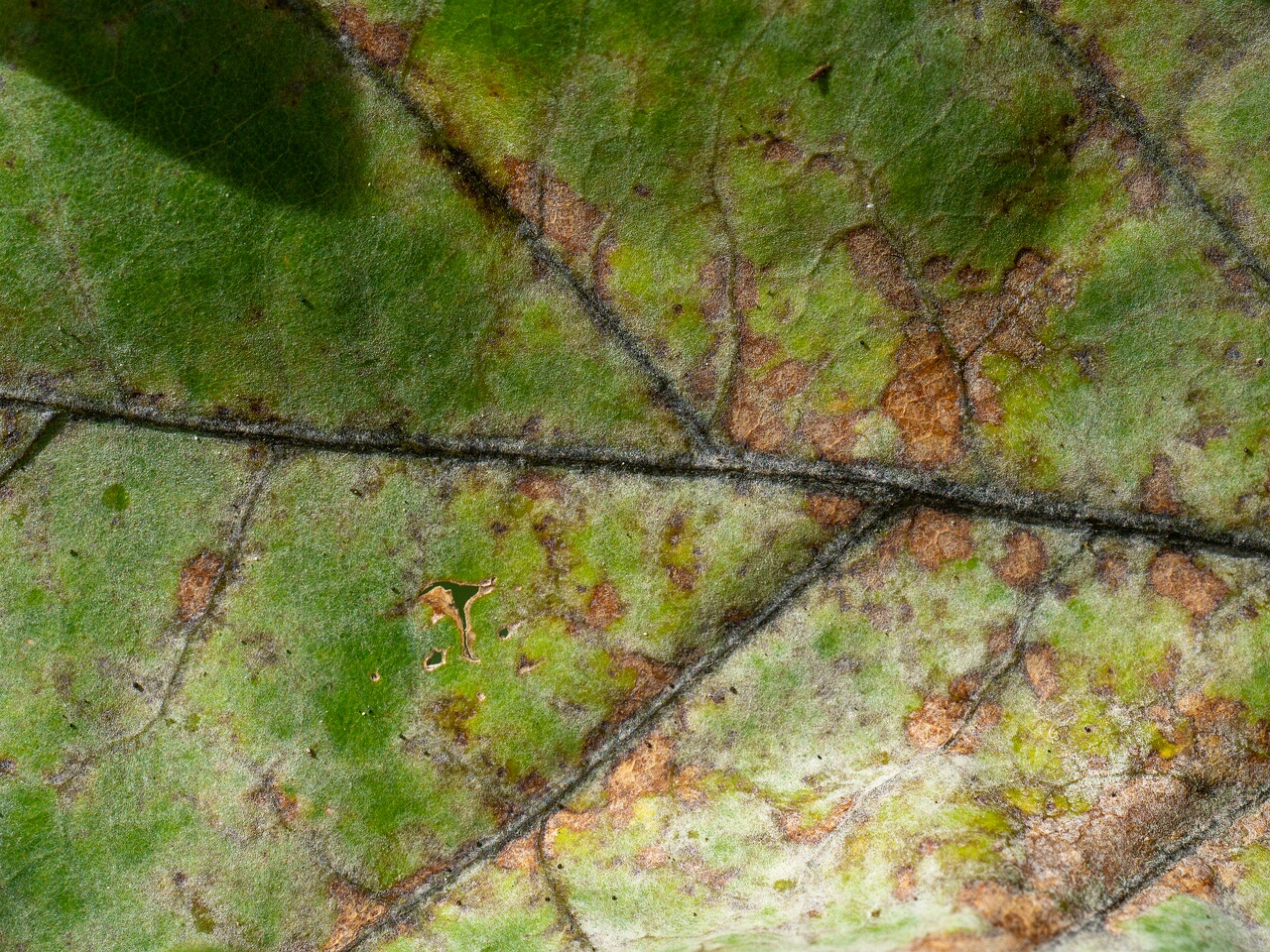 Erysiphe alphitoides _2026-08-21_1-5