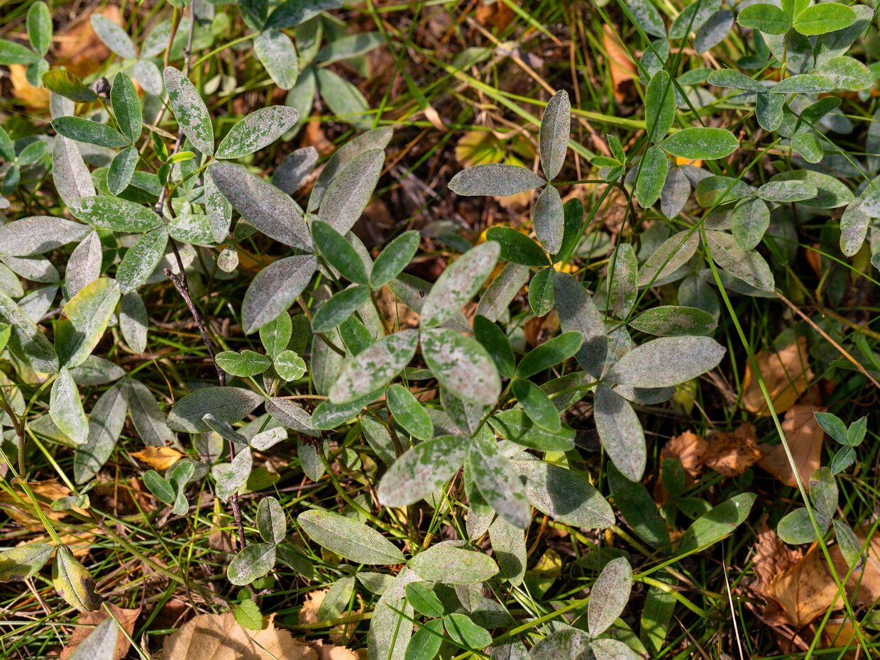 Эризифе клеверная - Erysiphe trifoliorum