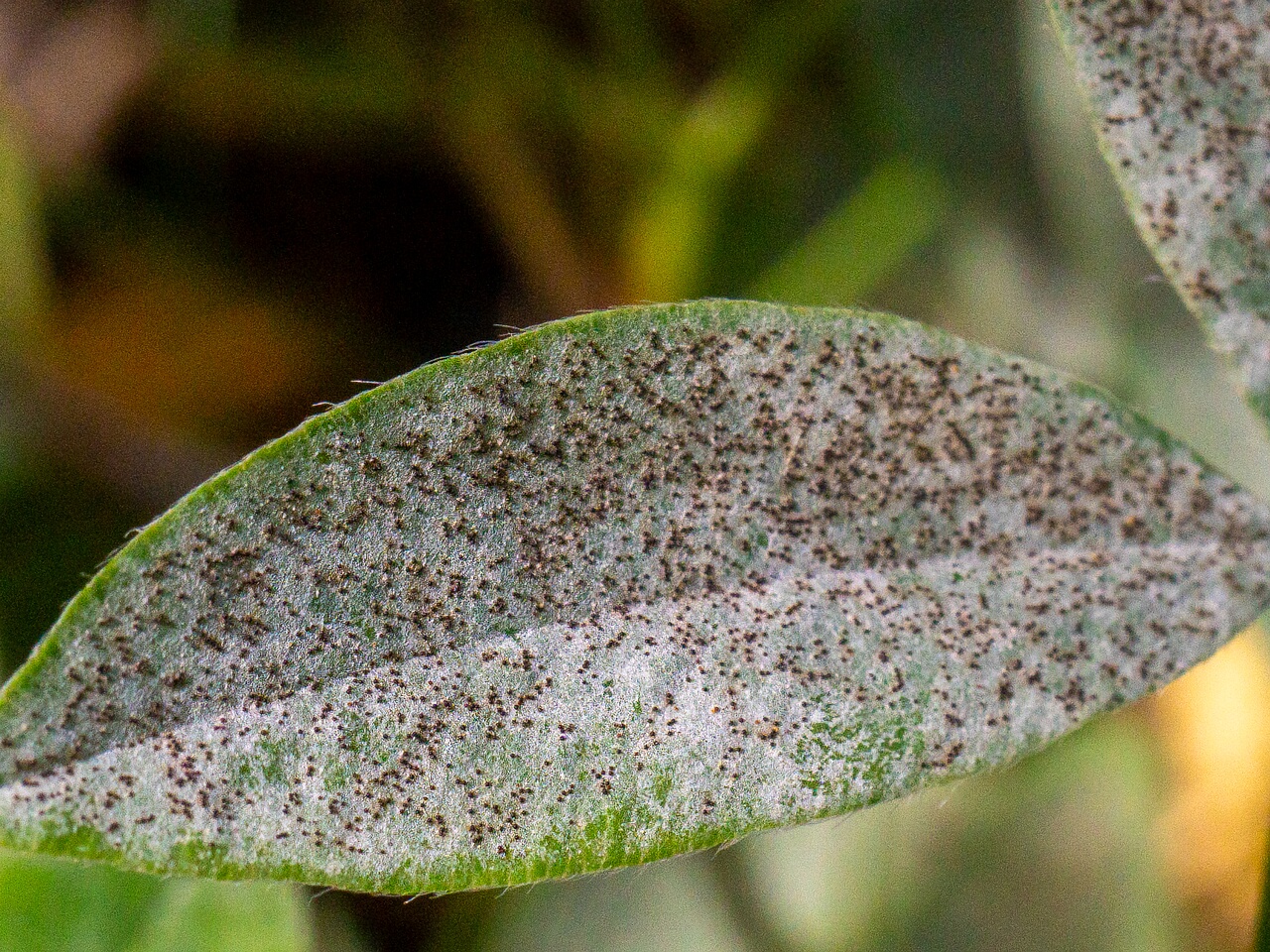 Erysiphe trifoliorum _2026-08-21_1-8