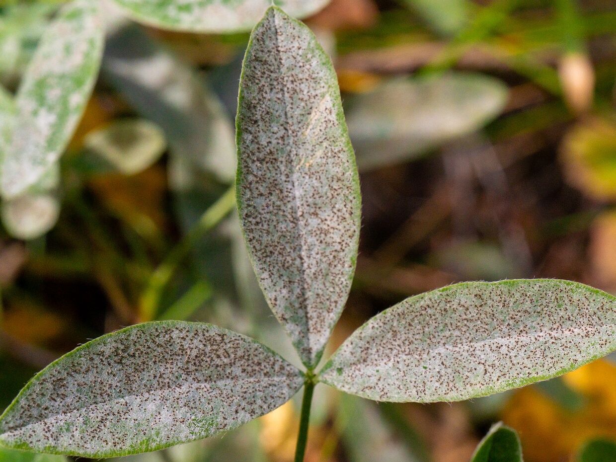 Эризифе клеверная - Erysiphe trifoliorum