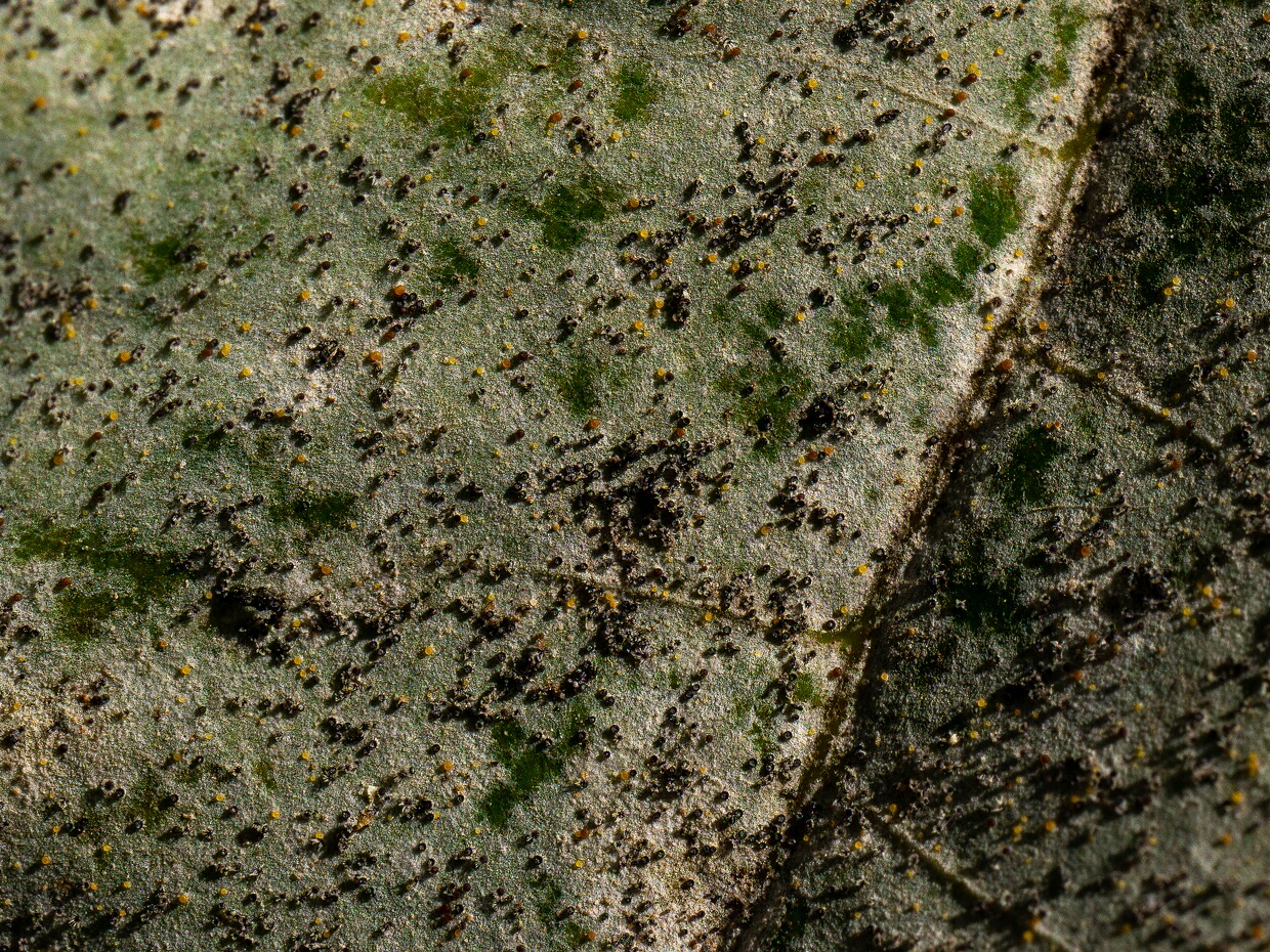 Эризифовые - Erysiphaceae The Erysiphaceae family is a group of fungi within the order Erysiphales of the class Leotiomycetes in the Ascomycota...