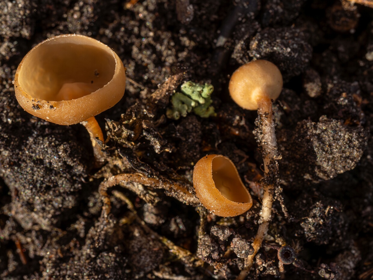 Гелоциевые - Helotiales The order Helotiales is a diverse group of fungi belonging to the class Leotiomycetes within the Ascomycota phylum. This...