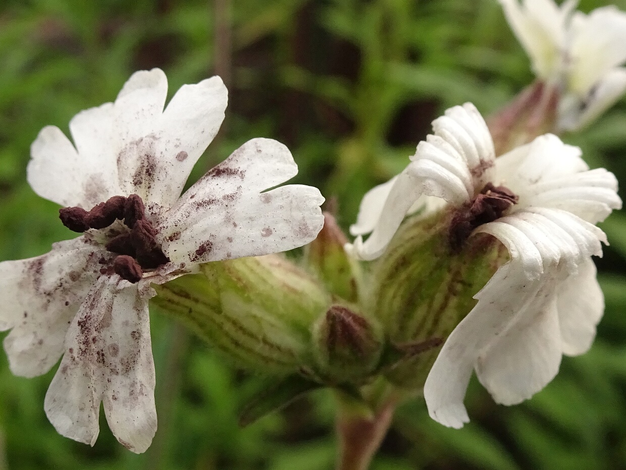 Микроботриевые - Microbotryaceae Microbotryaceae is a family of Basidiomycota fungi in the order Microbotryales.