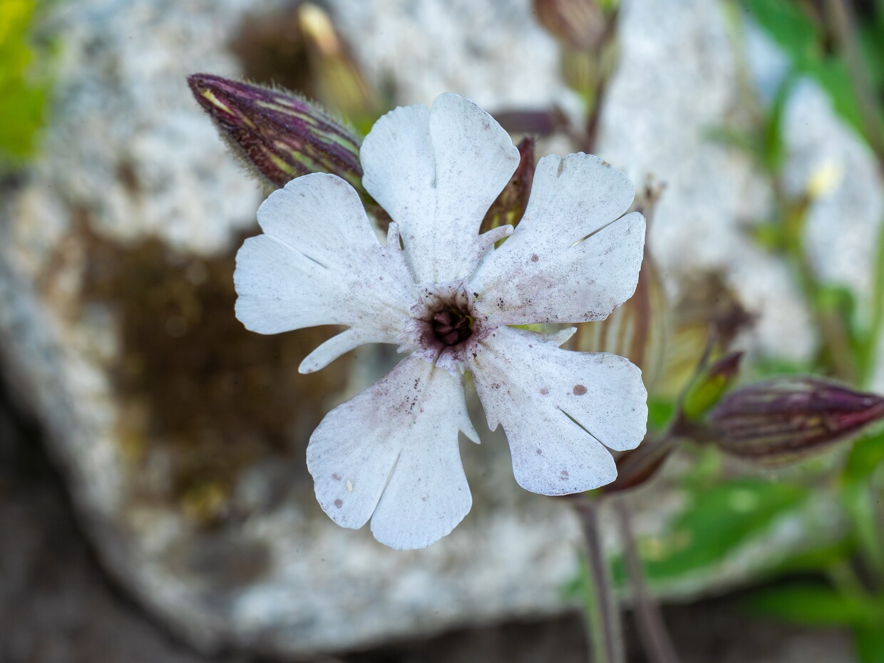 Микроботриевые - Microbotryaceae Microbotryaceae is a family of Basidiomycota fungi in the order Microbotryales.