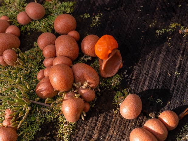 Ликогала древесинная - Lycogala epidendrum