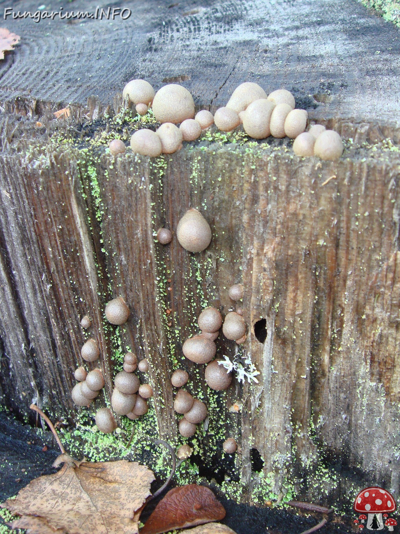 fungi-0000109 