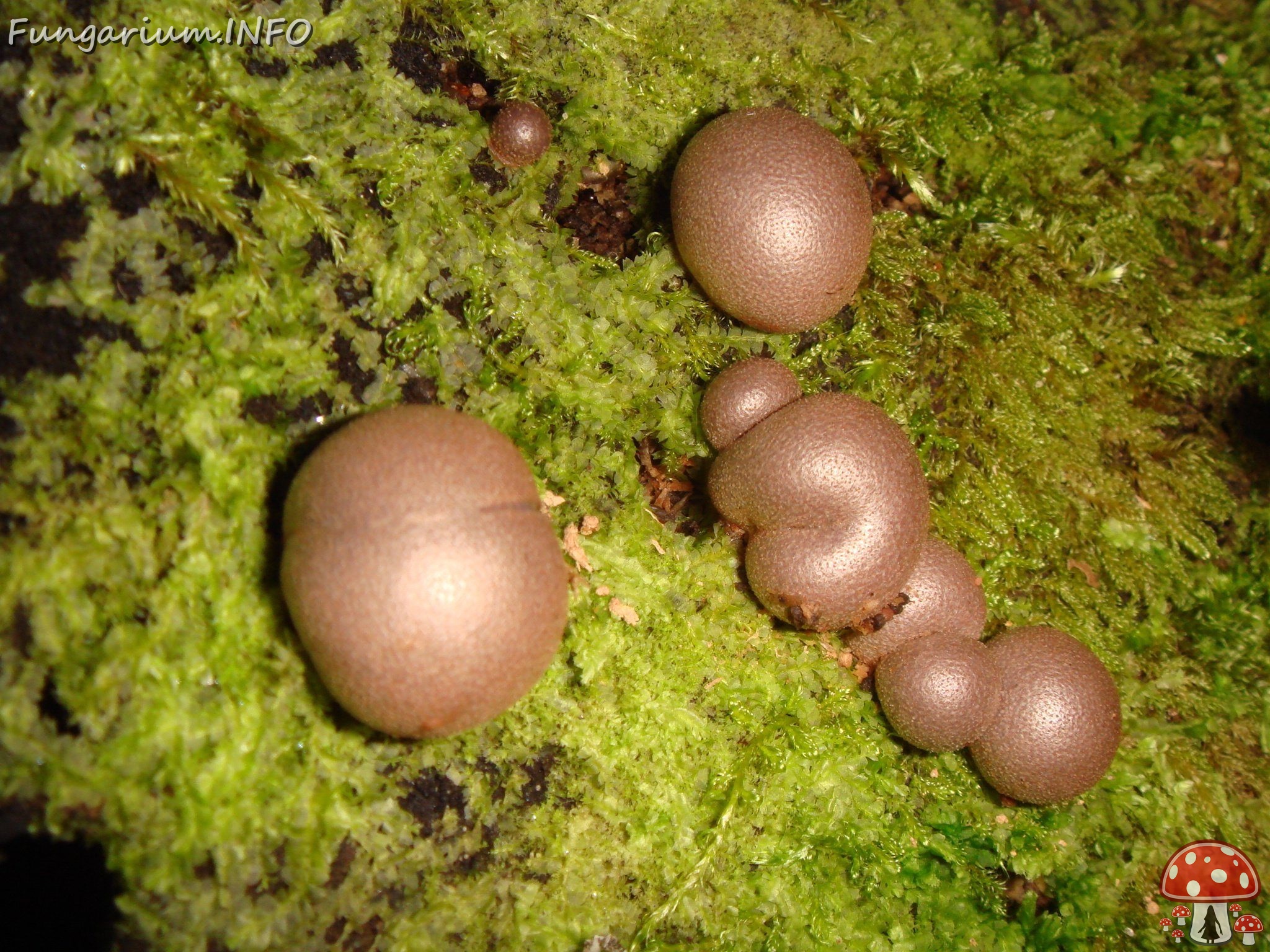 fungi-0003361 