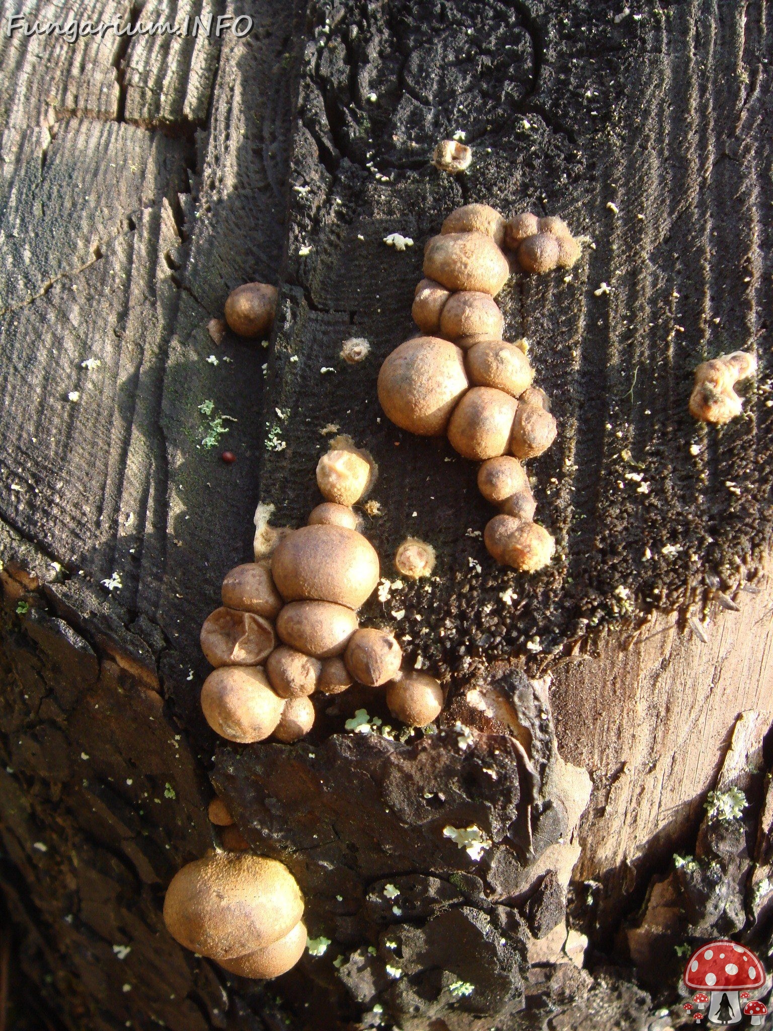 fungi-0003710 