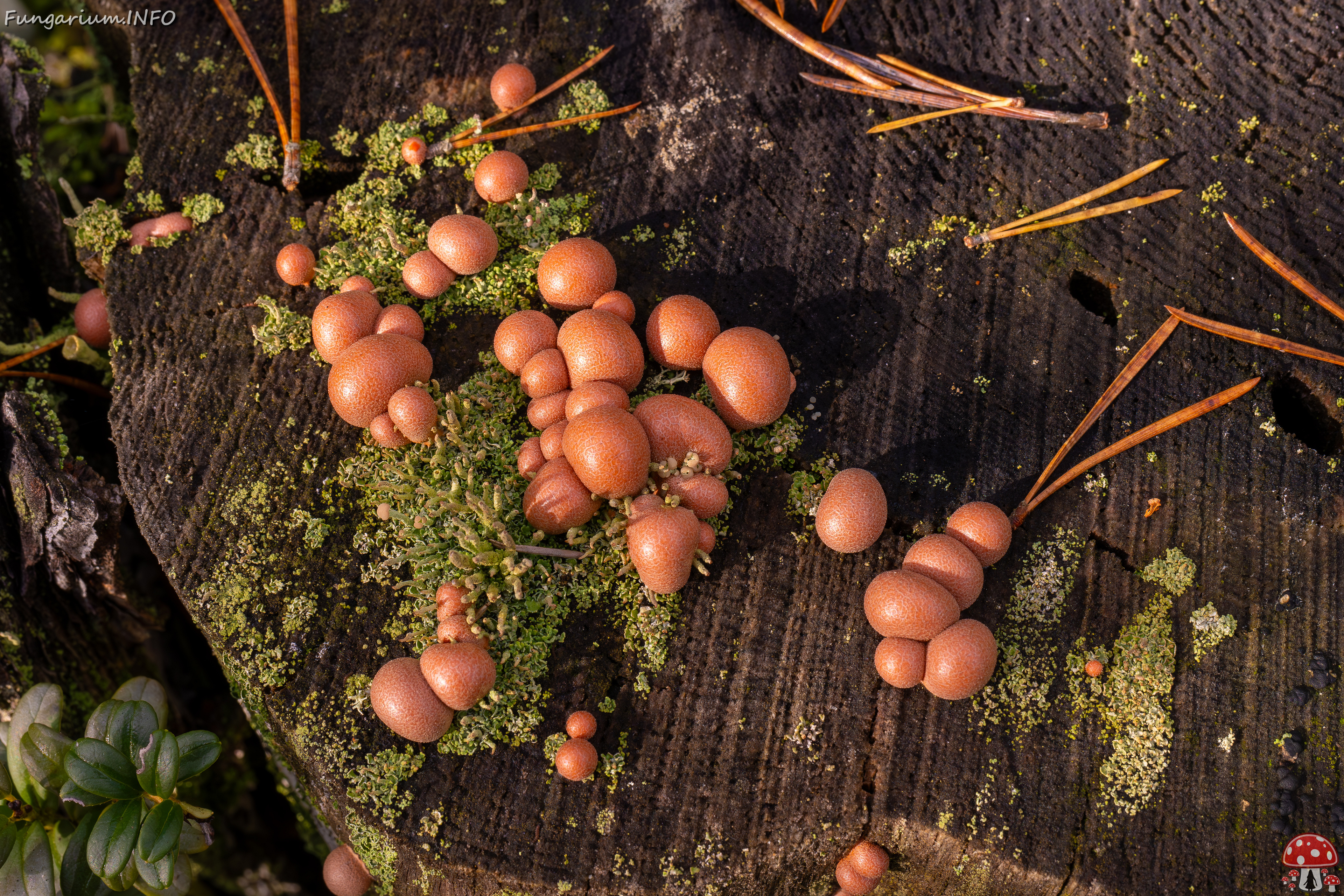 lycogala-epidendrum_2024-10-12_1-1 