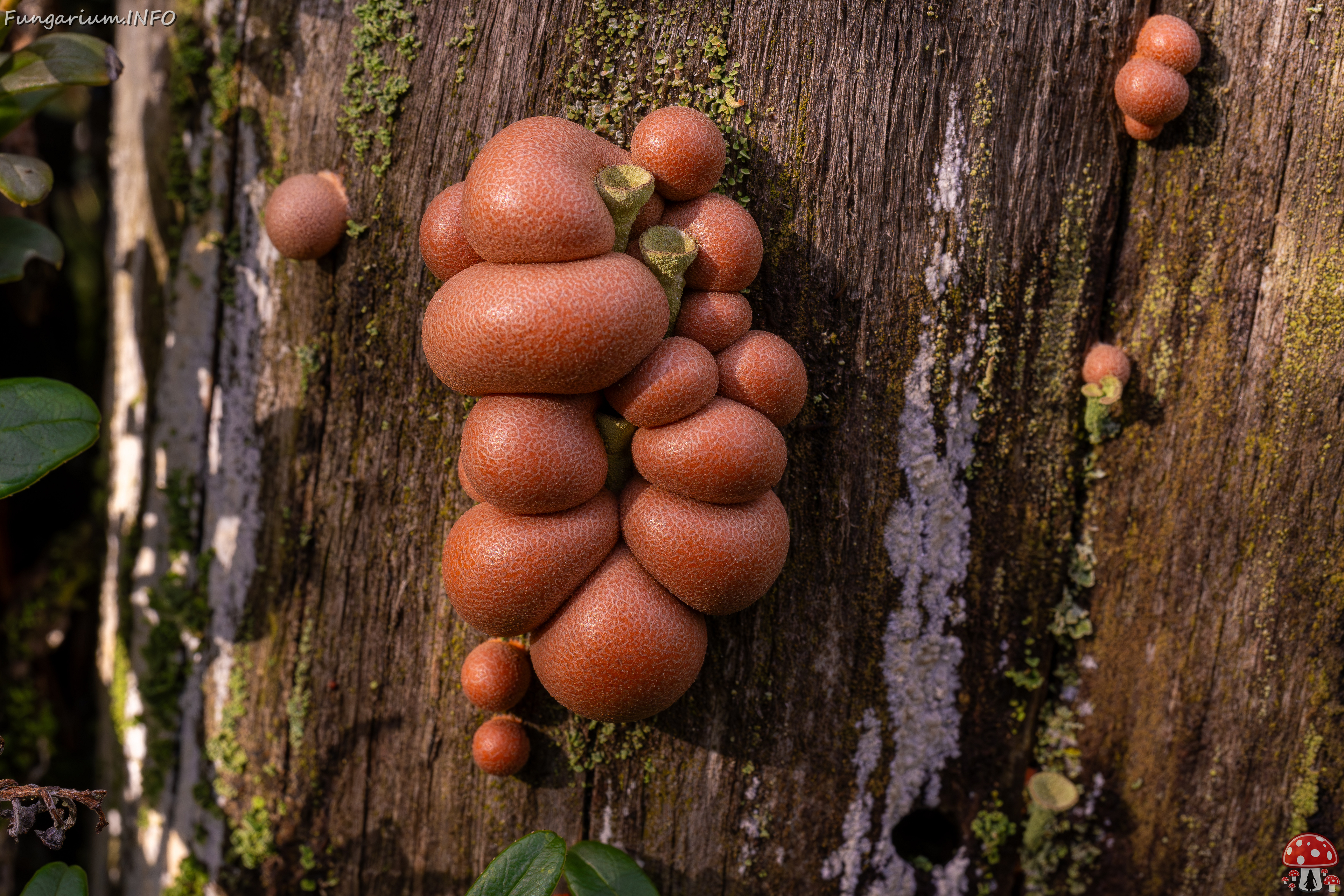 lycogala-epidendrum_2024-10-12_1-10 