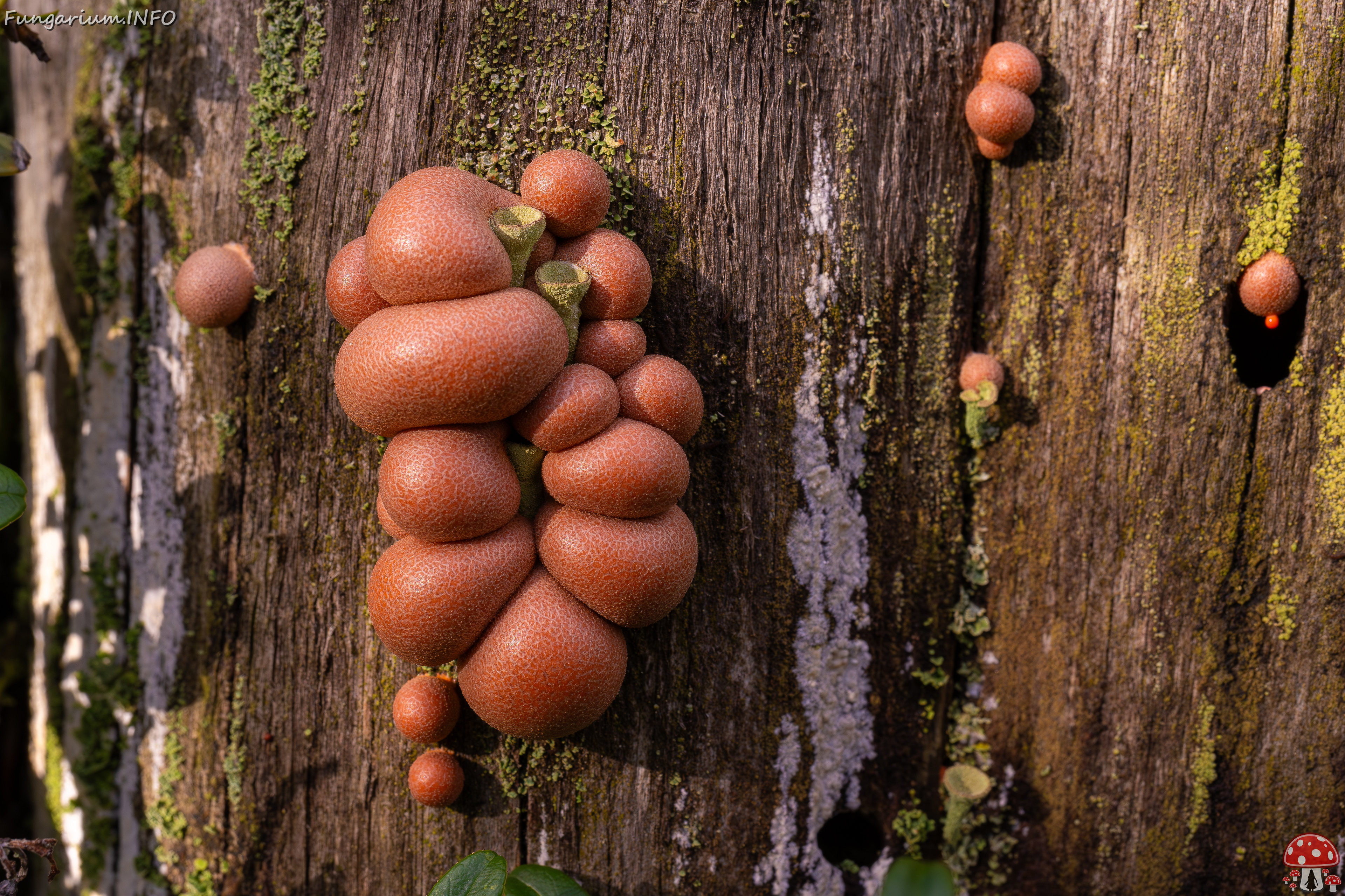 lycogala-epidendrum_2024-10-12_1-11 