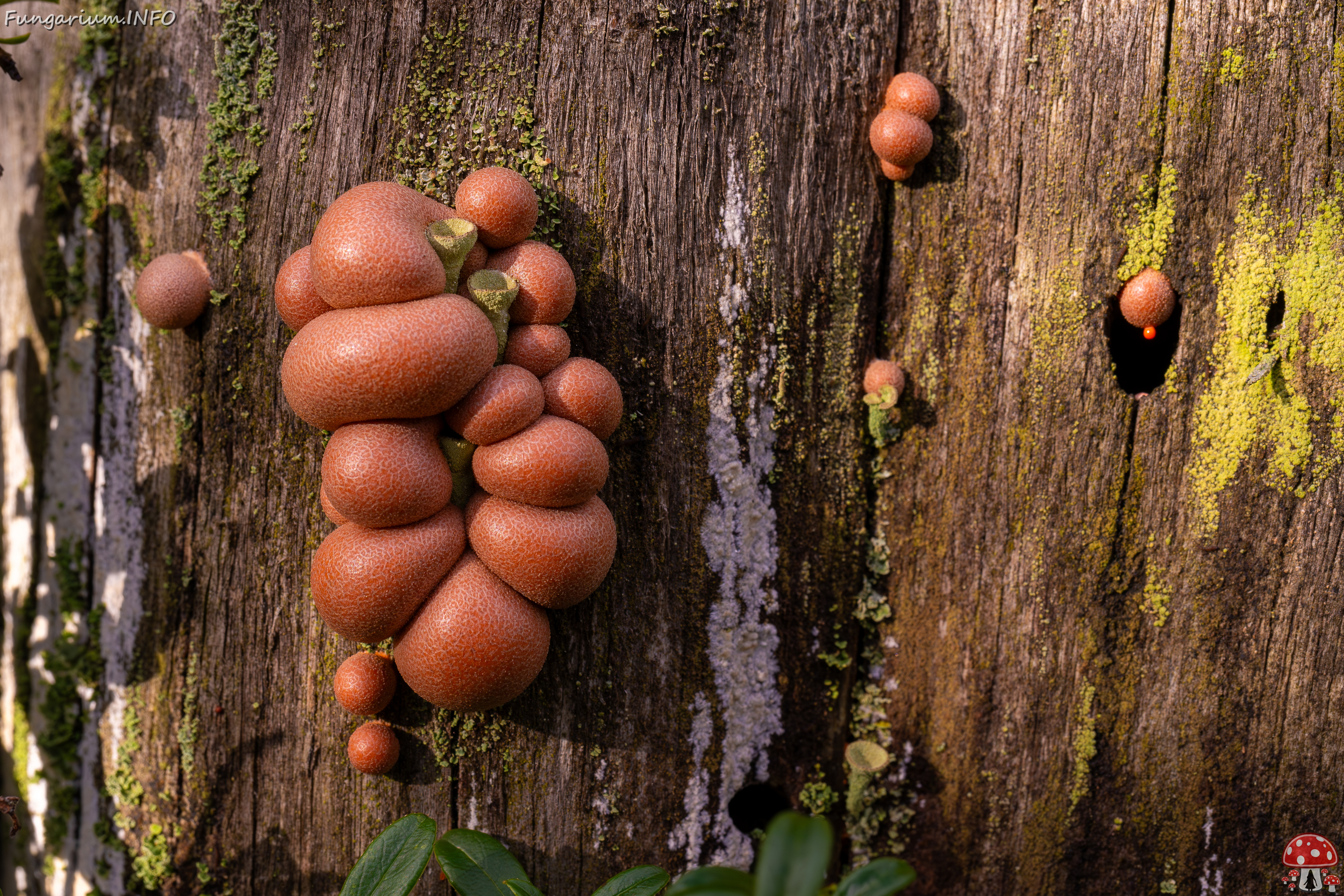 lycogala-epidendrum_2024-10-12_1-12 
