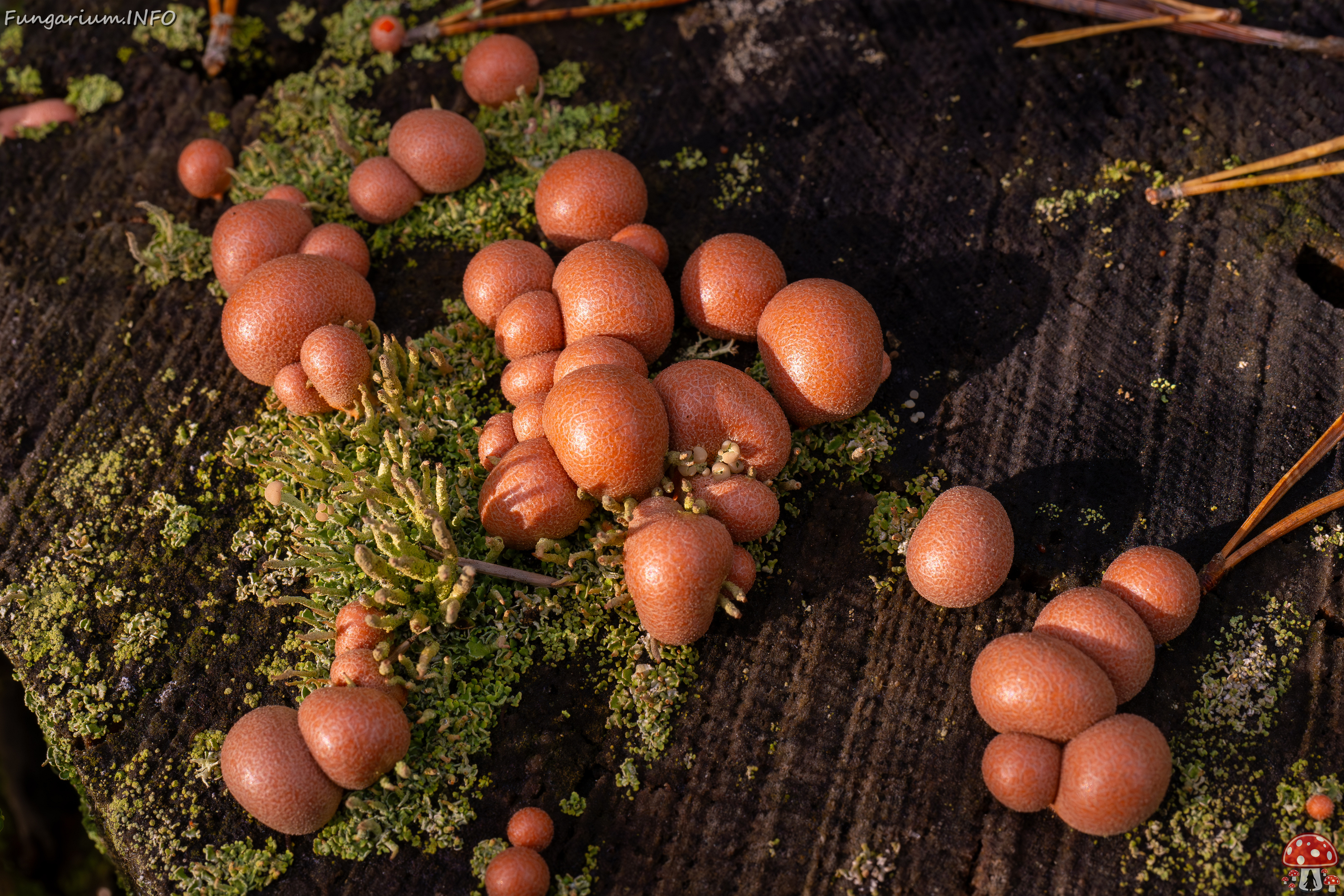 lycogala-epidendrum_2024-10-12_1-14 