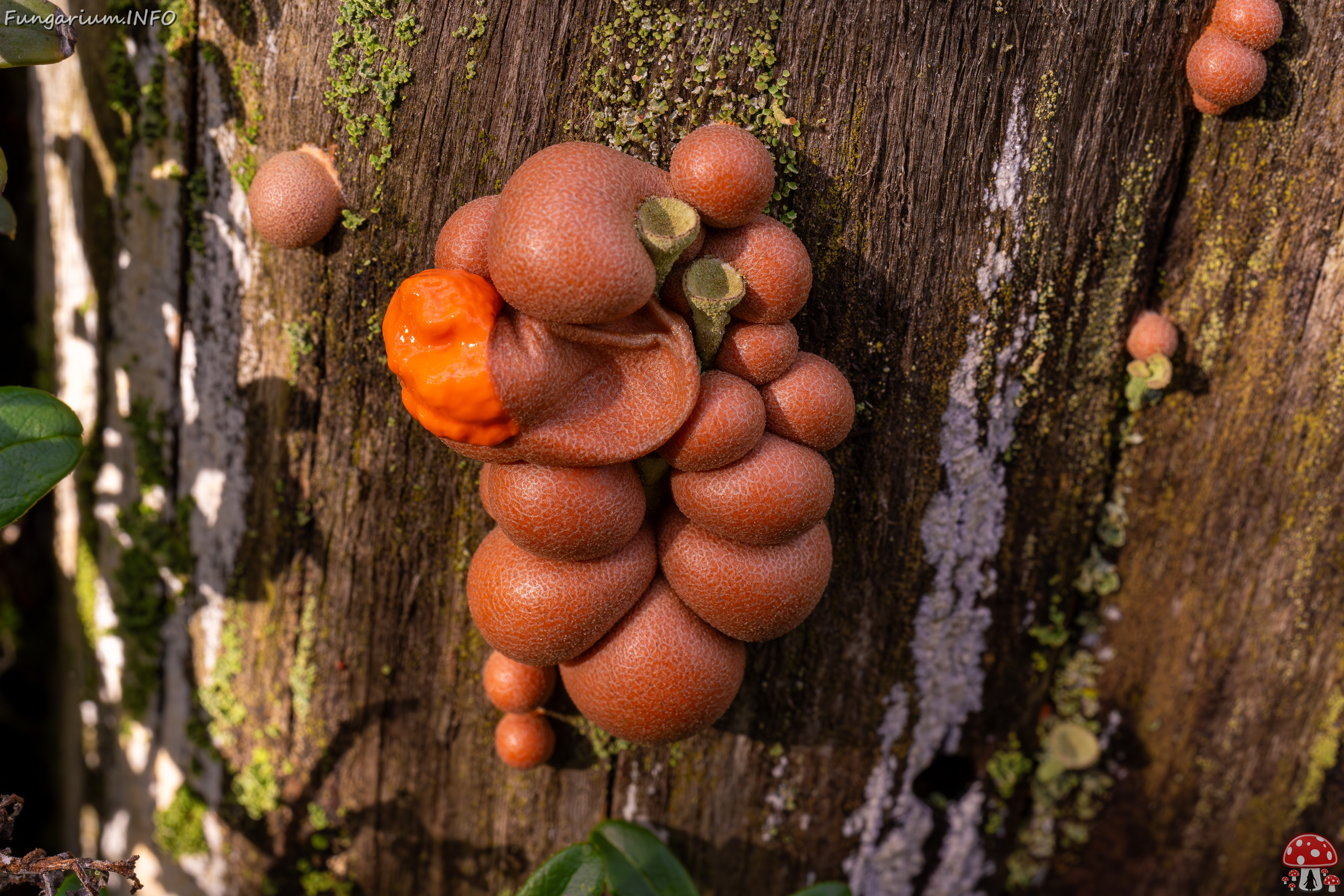 lycogala-epidendrum_2024-10-12_1-15 