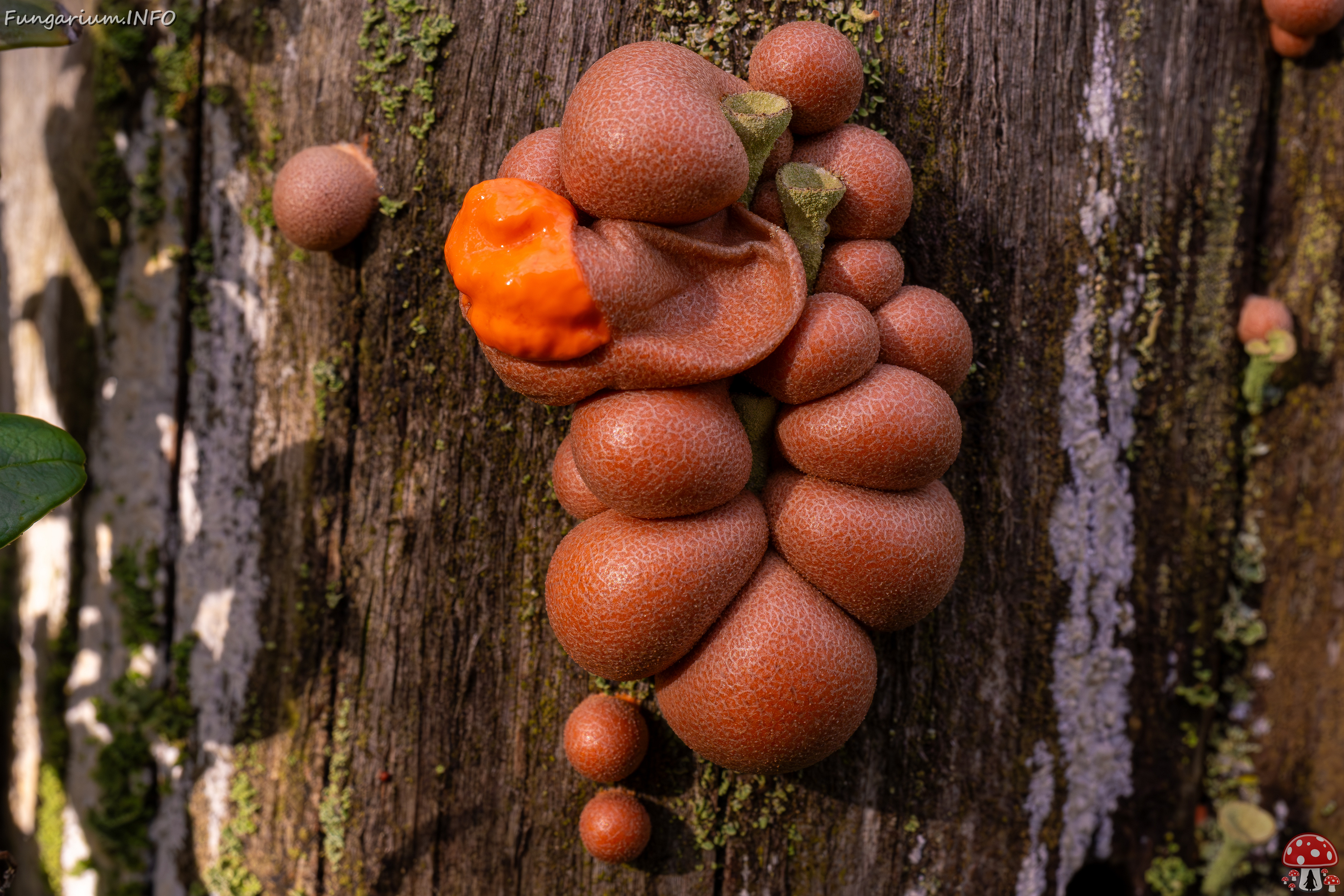 lycogala-epidendrum_2024-10-12_1-19 