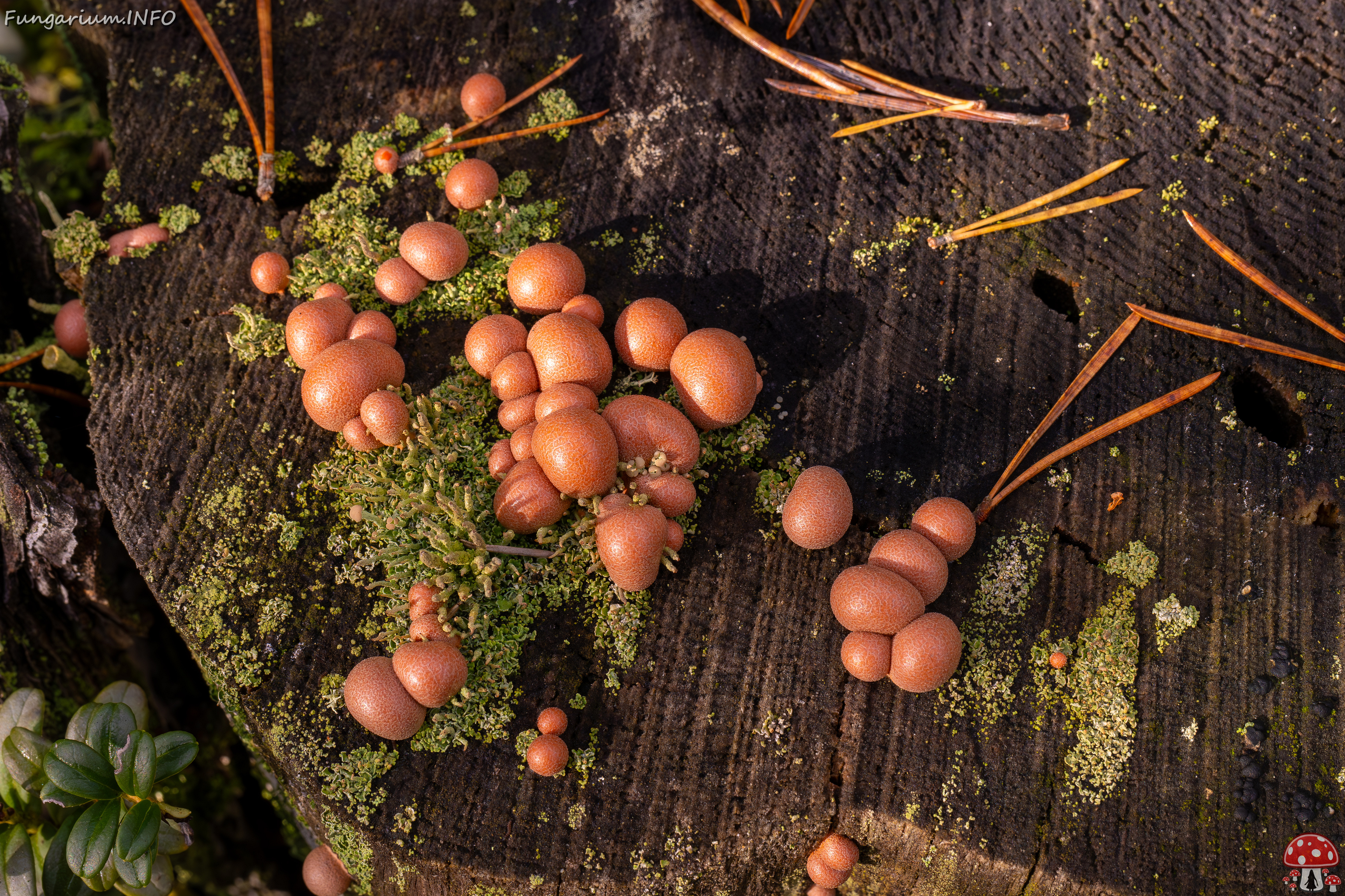 lycogala-epidendrum_2024-10-12_1-2 