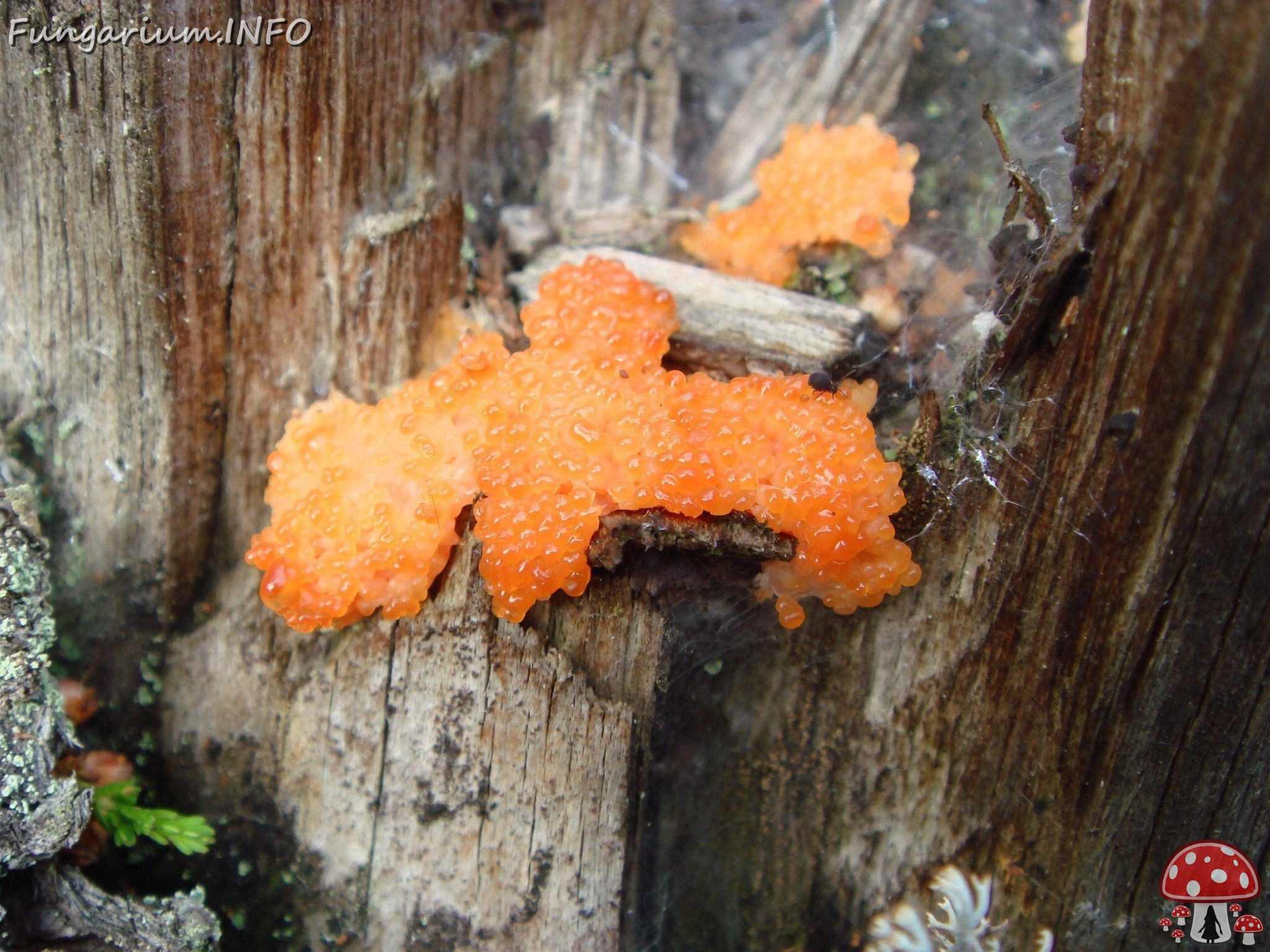 fungi-0000265 