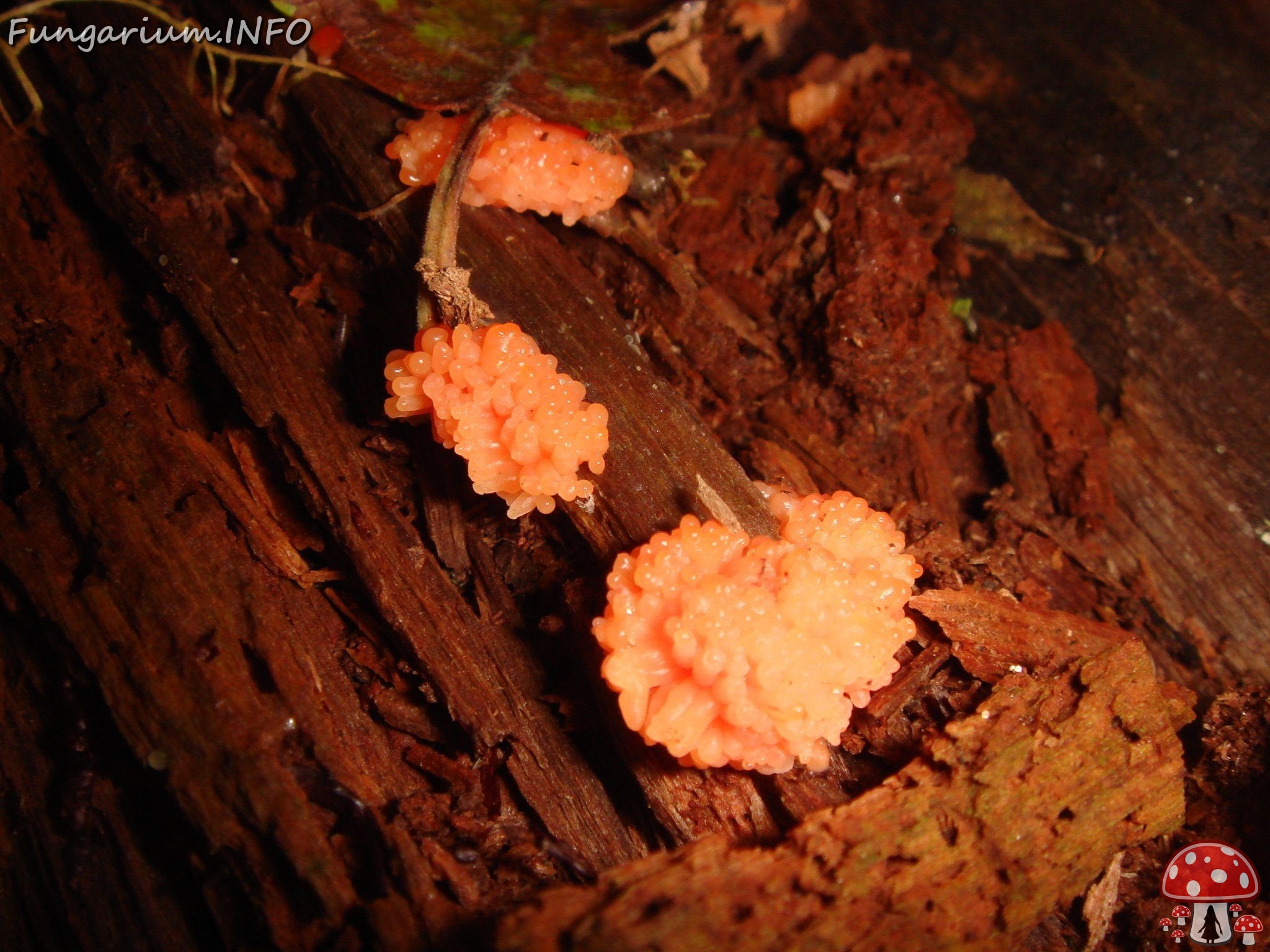 fungi-0004115 