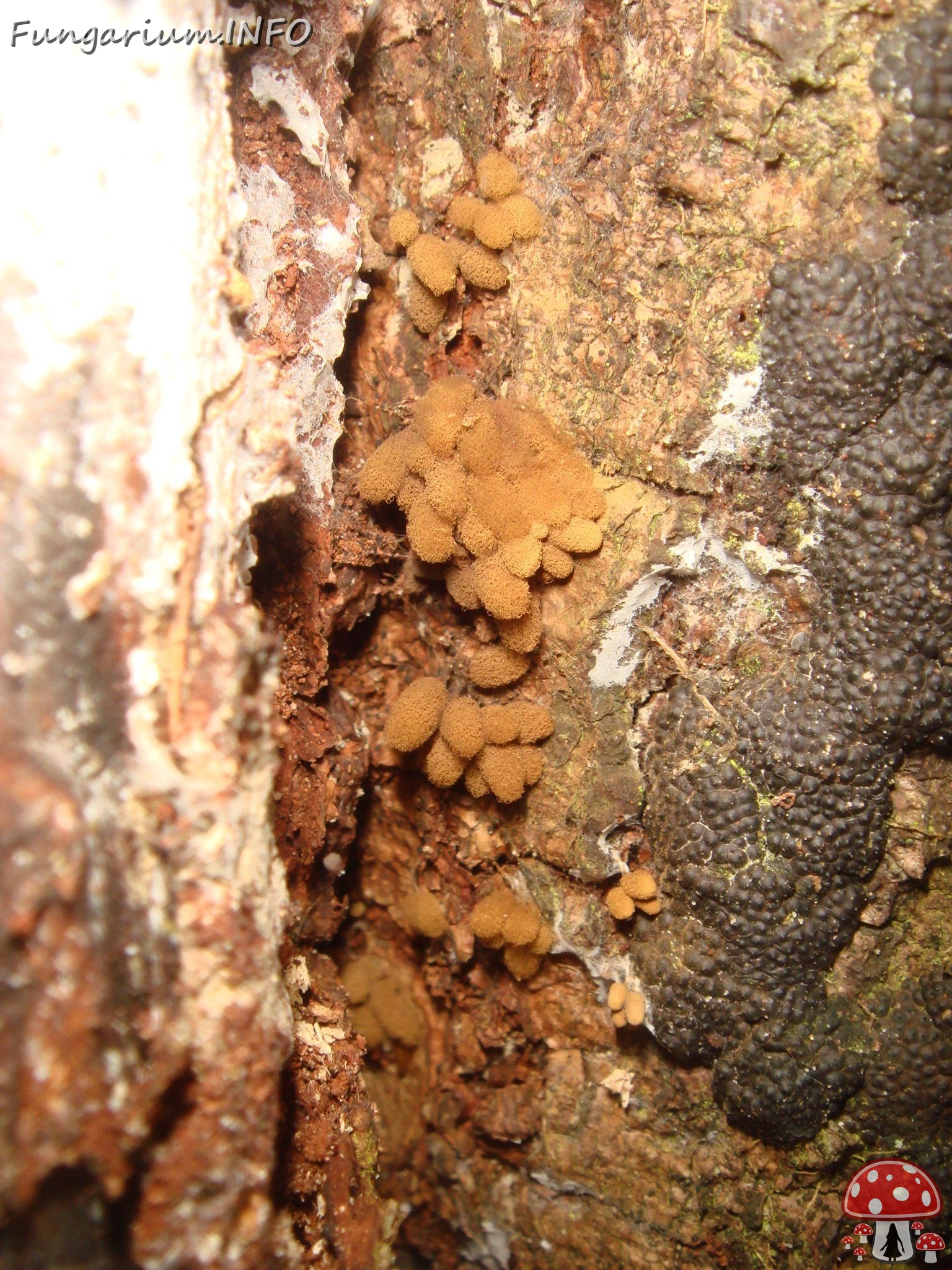 fungi-0003034 