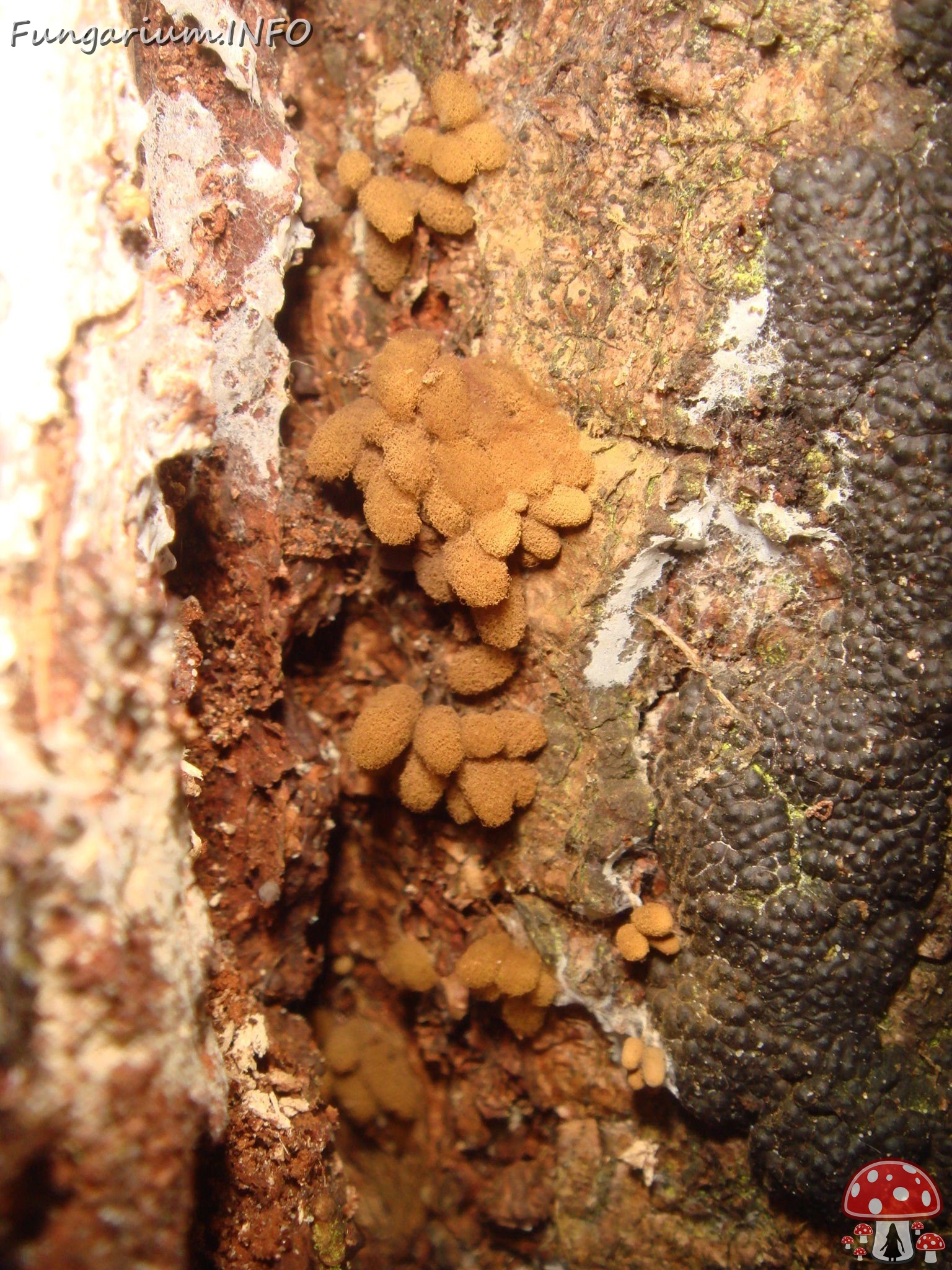 fungi-0003035 