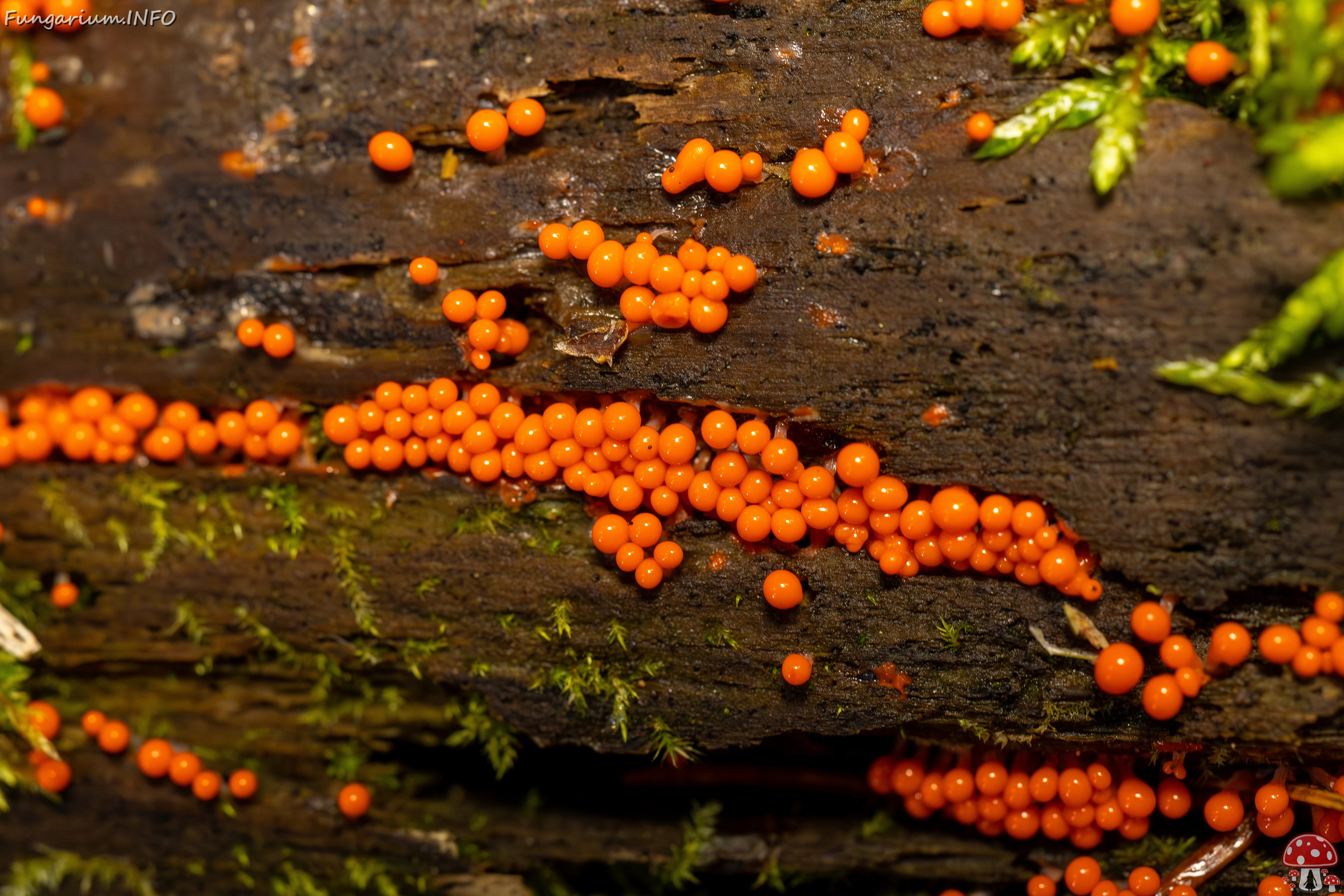 Hemitrichia decipiens _2025-09-28_1-12 