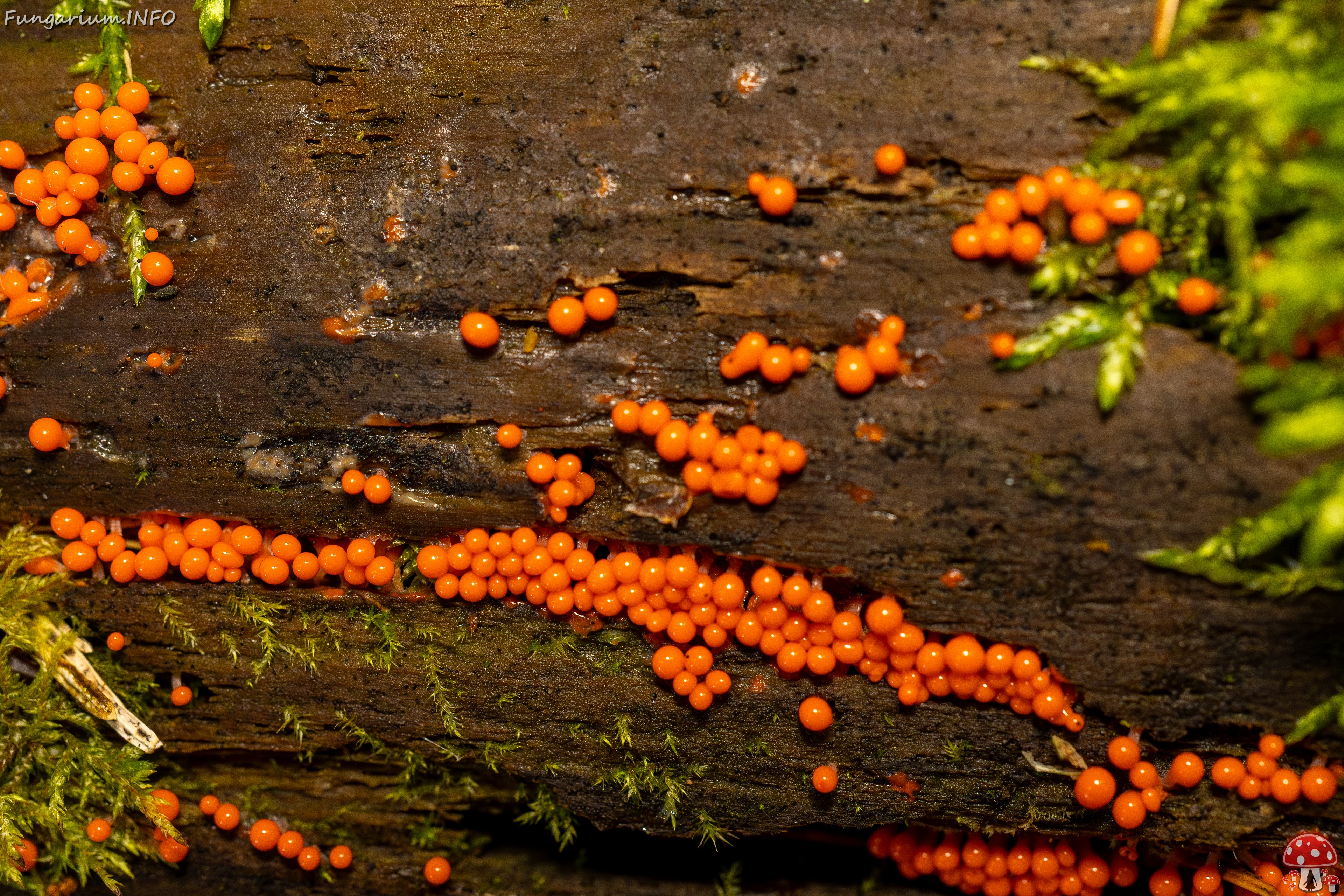 Hemitrichia decipiens _2025-09-28_1-15 