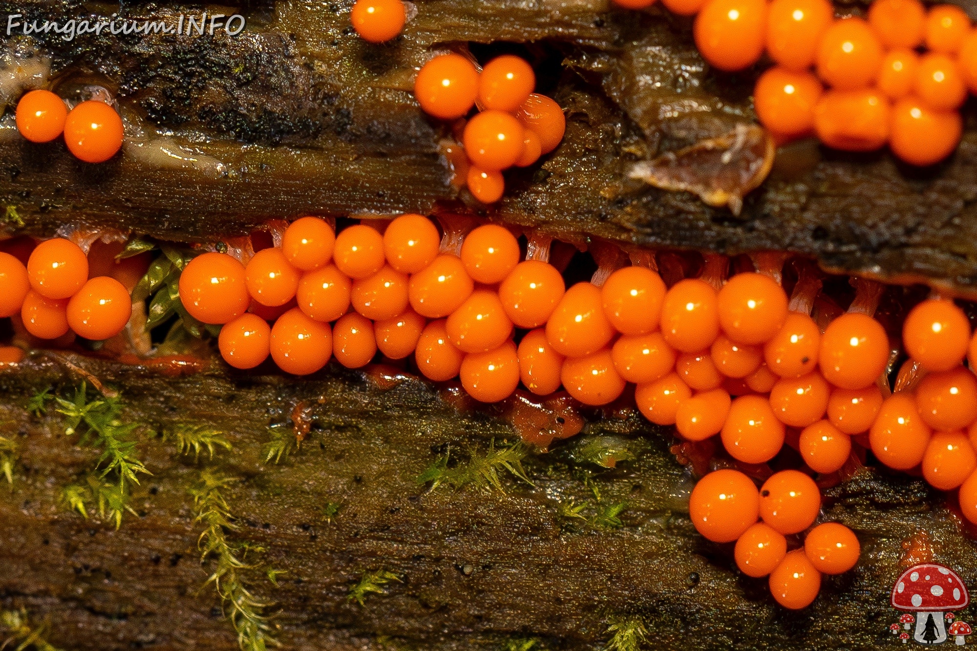 Hemitrichia decipiens _2025-09-28_1-17 