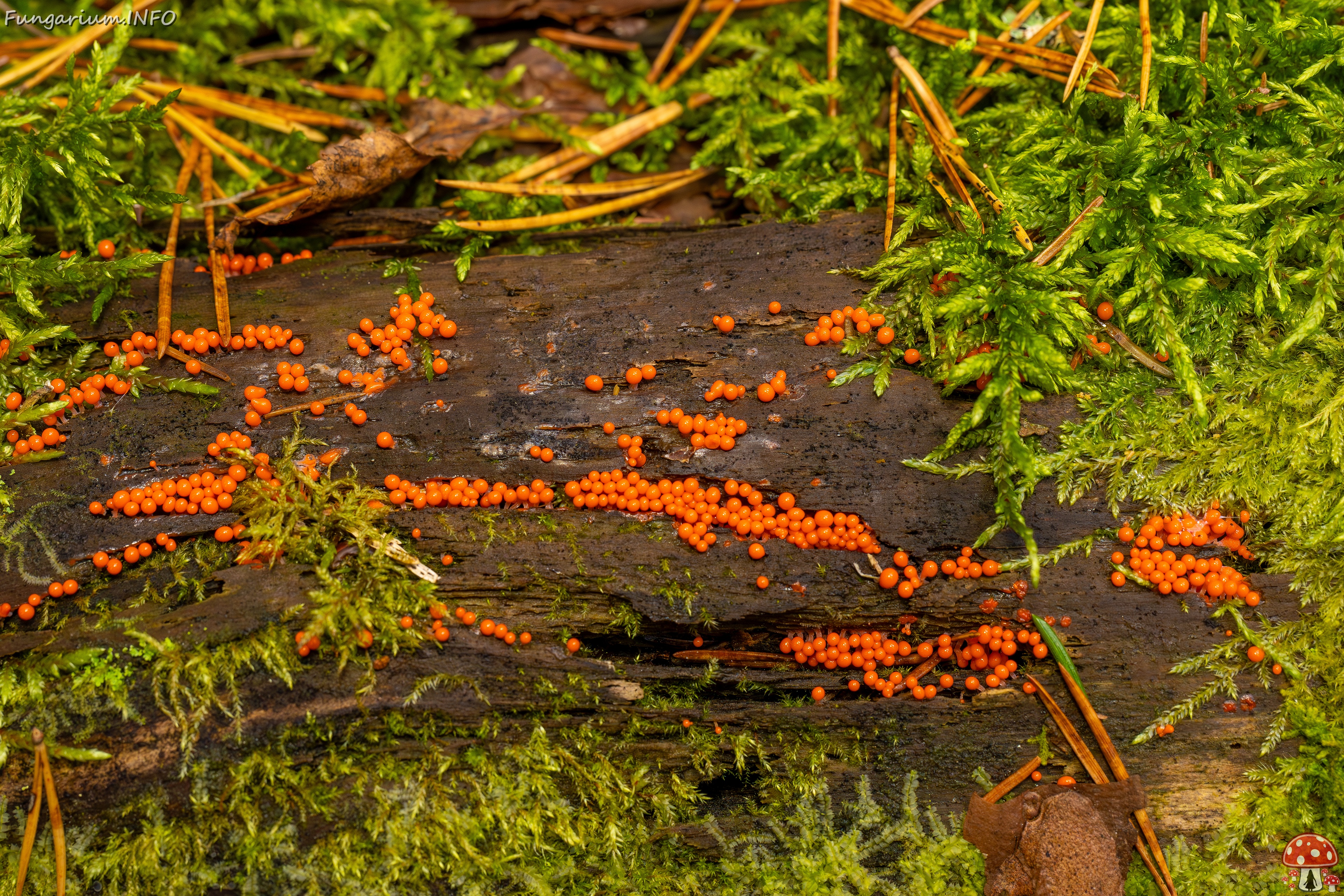 Hemitrichia decipiens _2025-09-28_1-8 