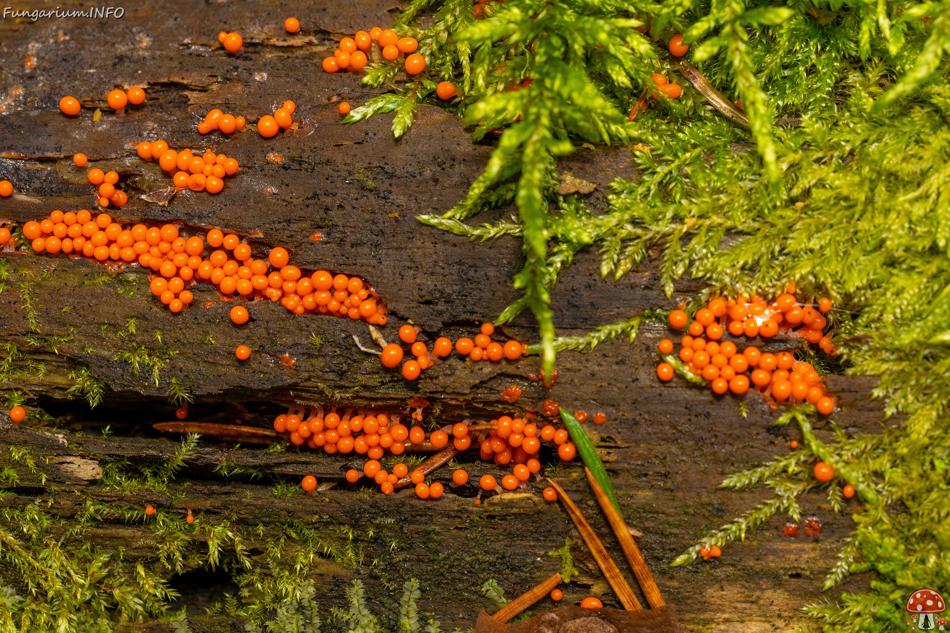 Hemitrichia decipiens _2025-09-28_1-9 