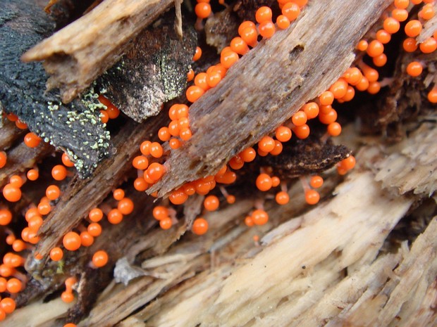 Гемитрихия почковидная - Hemitrichia calyculata