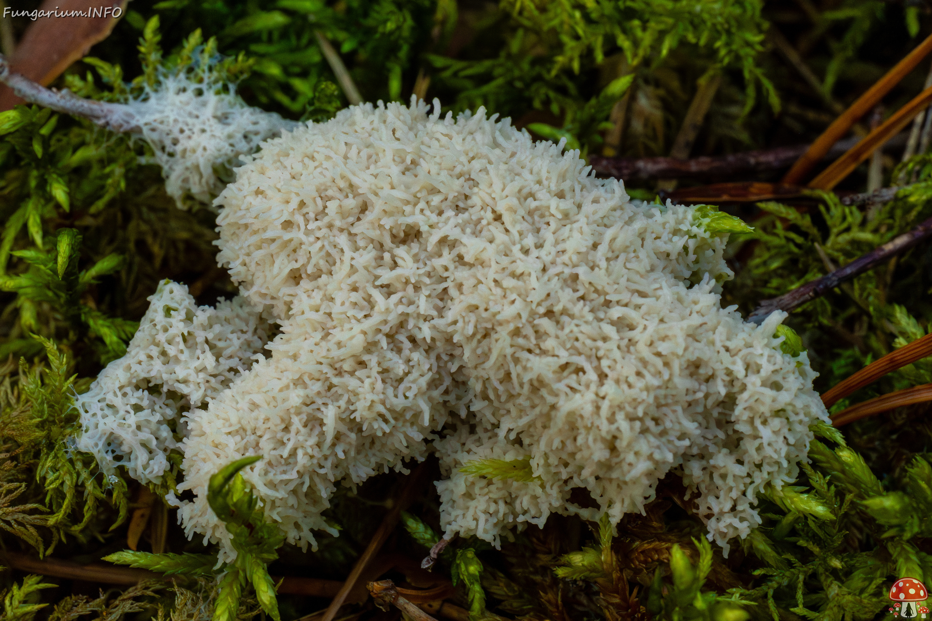 mucilago-crustacea_1-6 