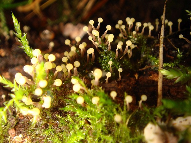 Лампродерматовые - Lamprodermataceae