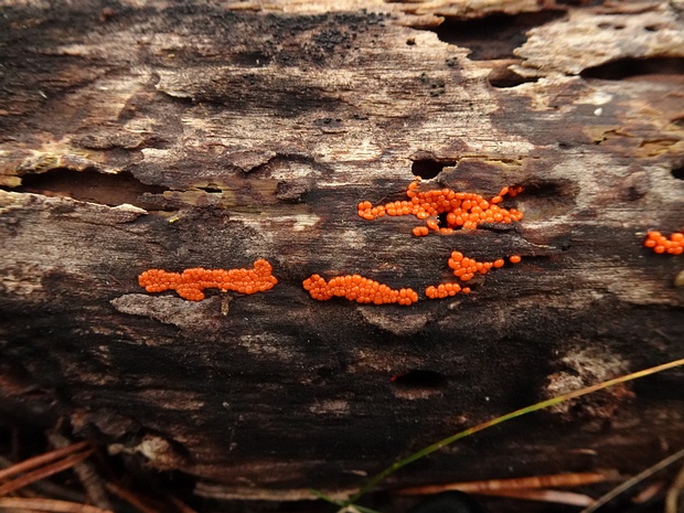 Леокарпус ломкий - Leocarpus fragilis